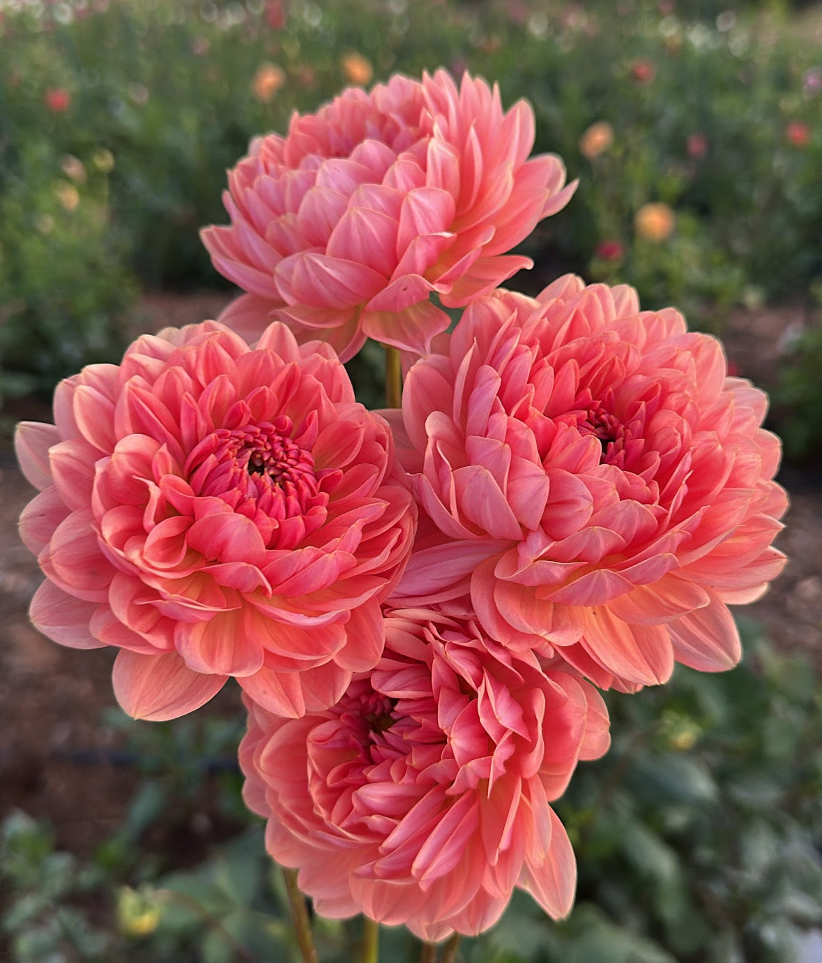 DAHLIA FAWN