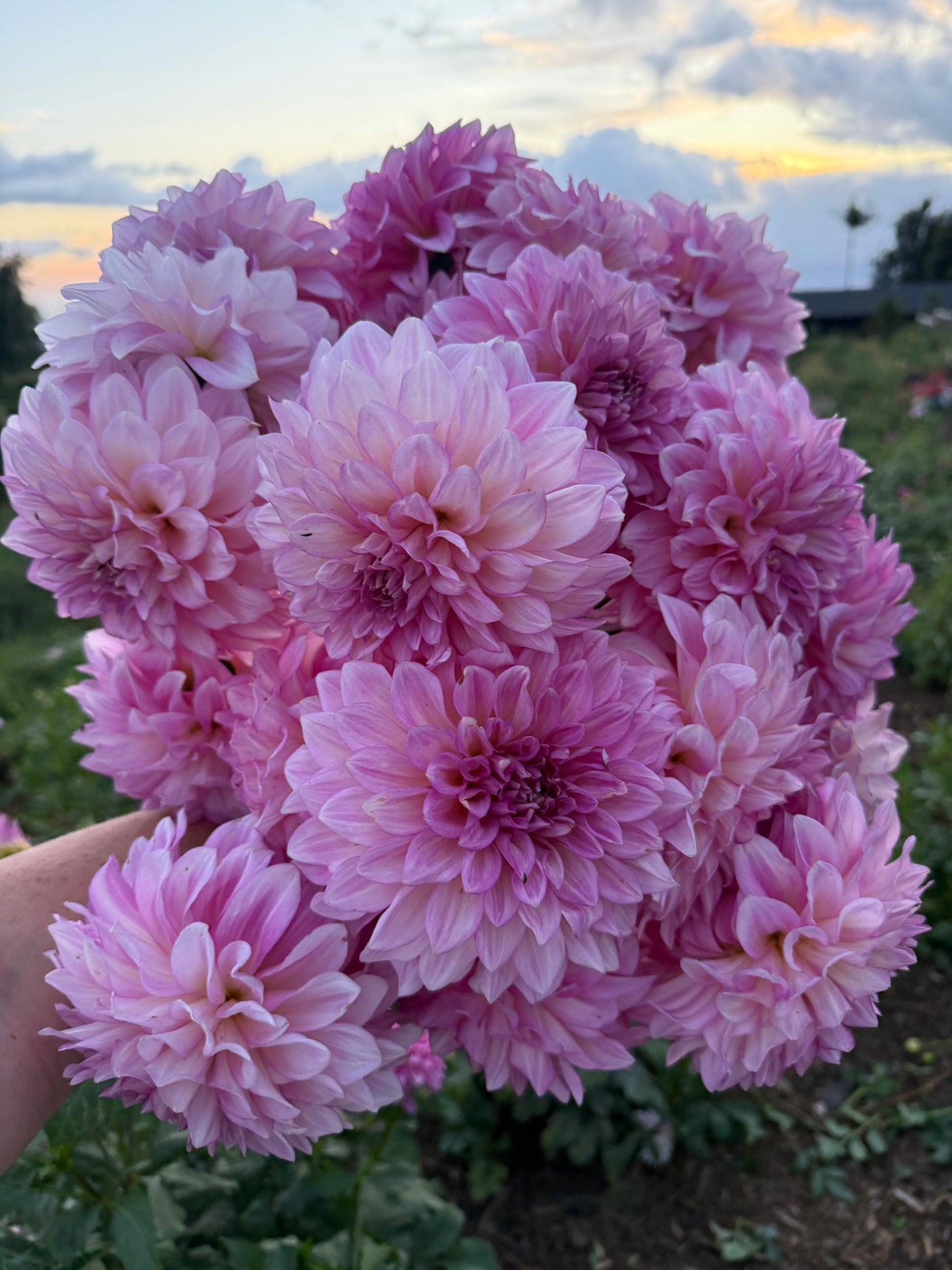 DAHLIA KDF KULA ROSEWATER