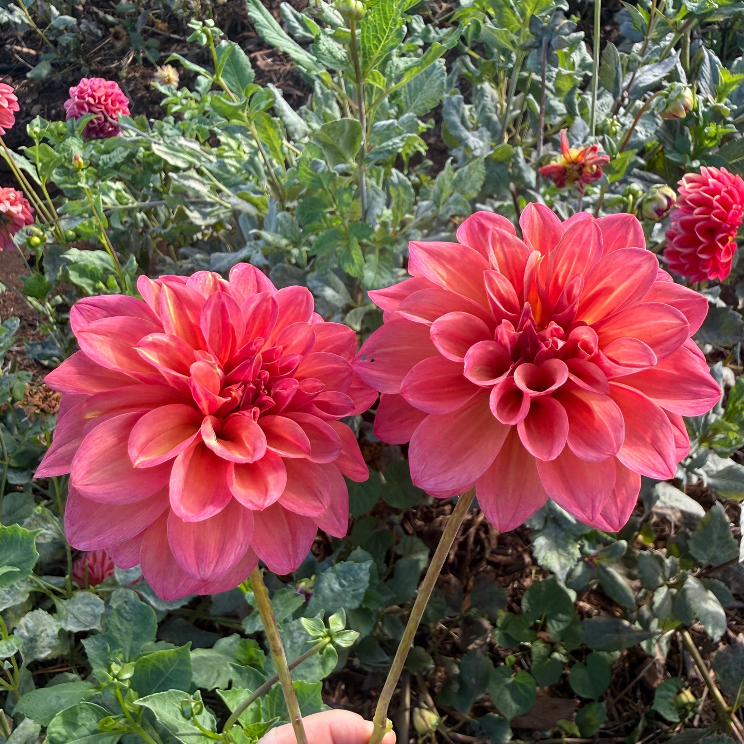 DAHLIA BQ Philly