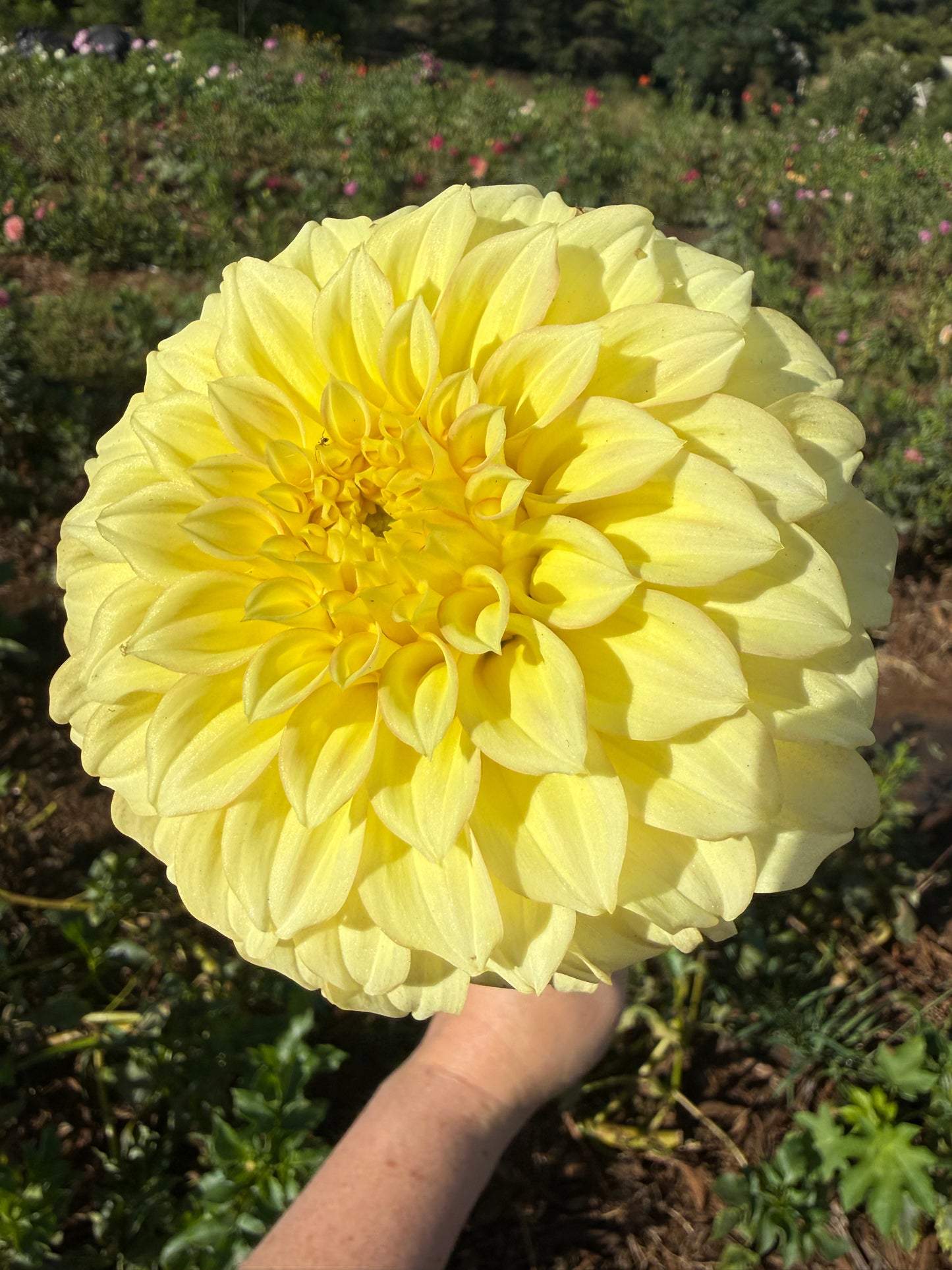 DAHLIA BRACKEN Sarah
