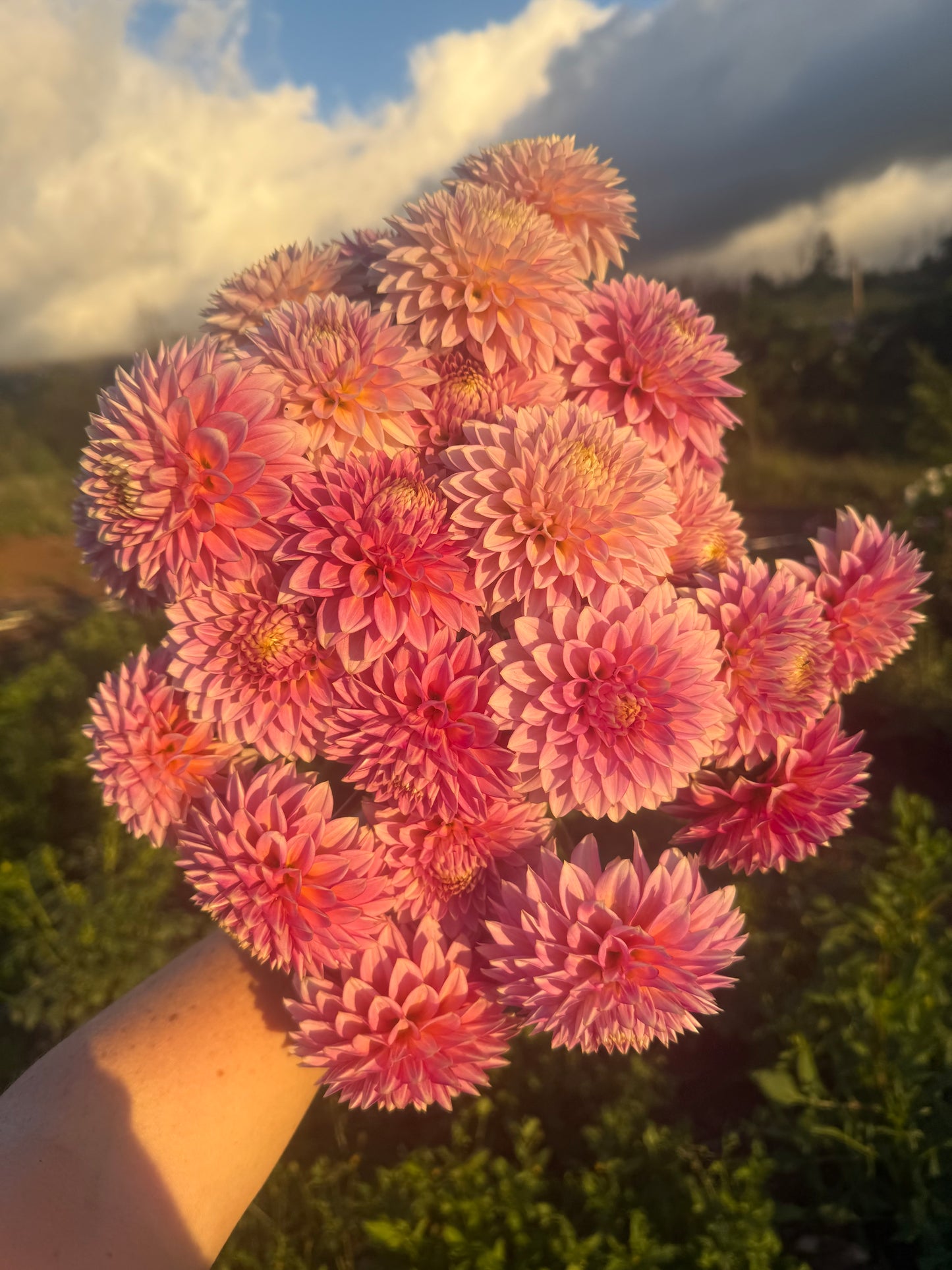 DAHLIA BLOOMQUIST MOJO