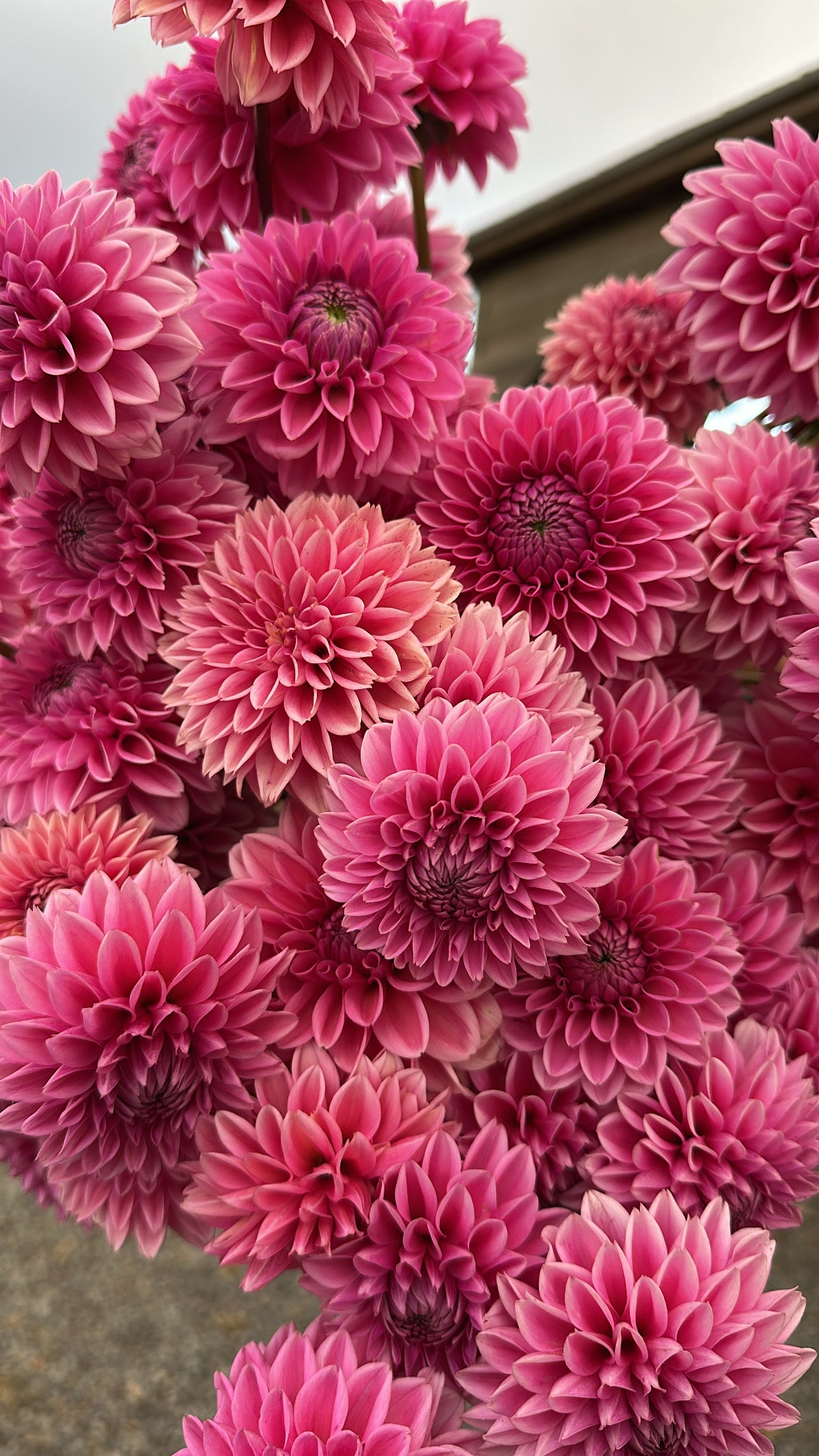 DAHLIA PINK SYLVIA