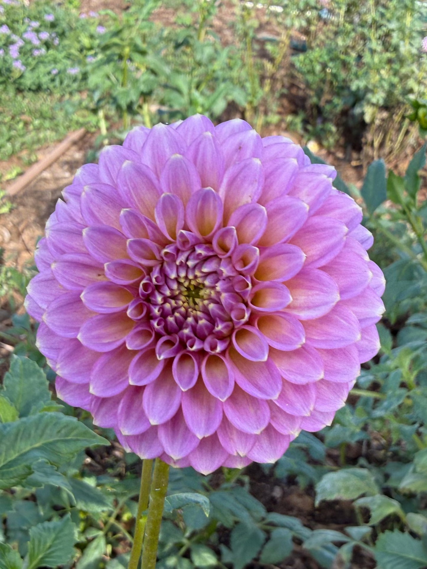 DAHLIA SKIPLEY SPOT OF GOLD