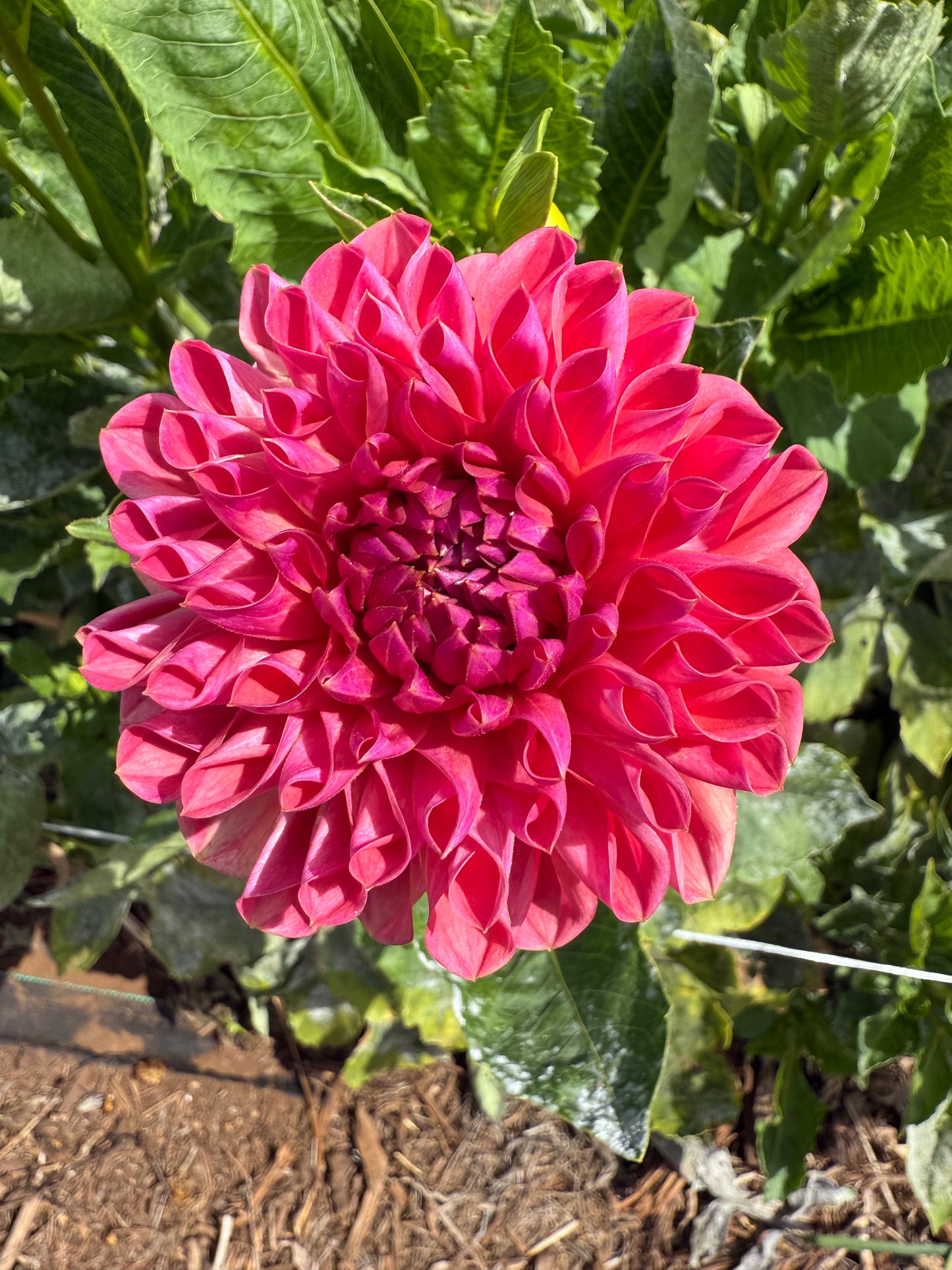 DAHLIA BLOOMQUIST CURT