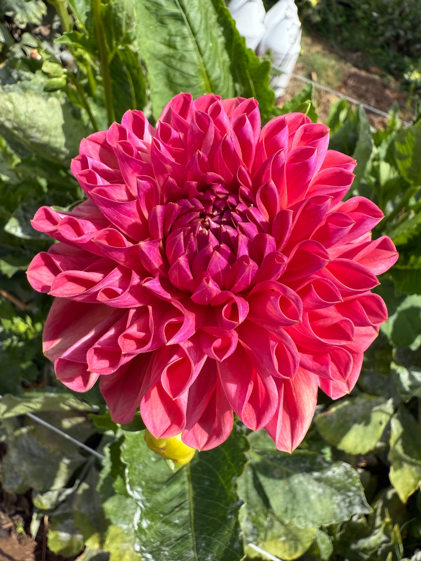 DAHLIA BLOOMQUIST CURT