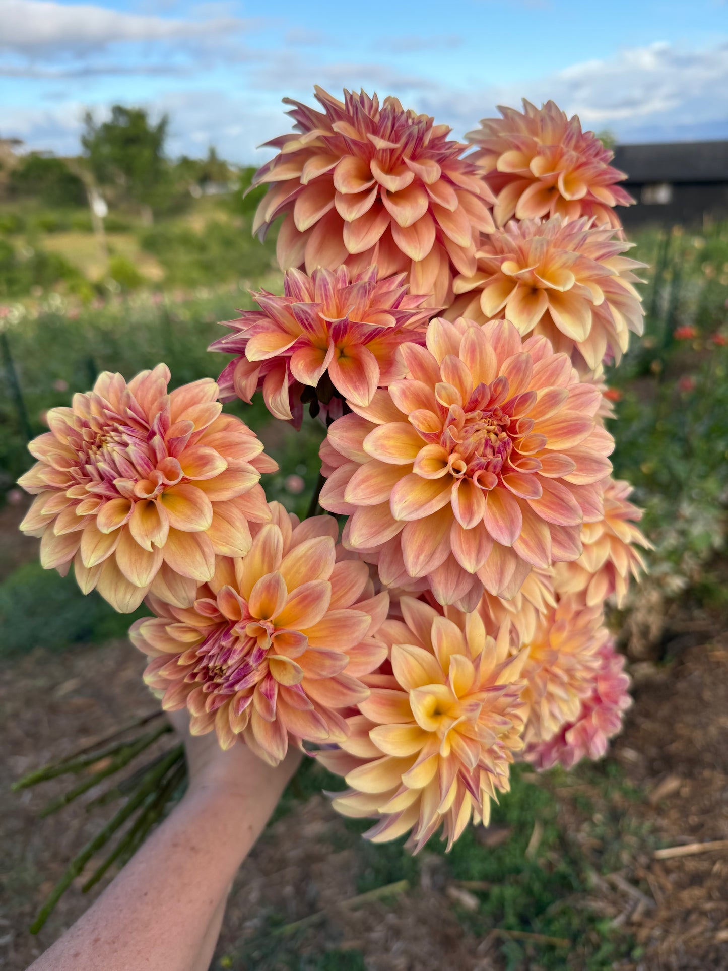 DAHLIA MISS AMARA