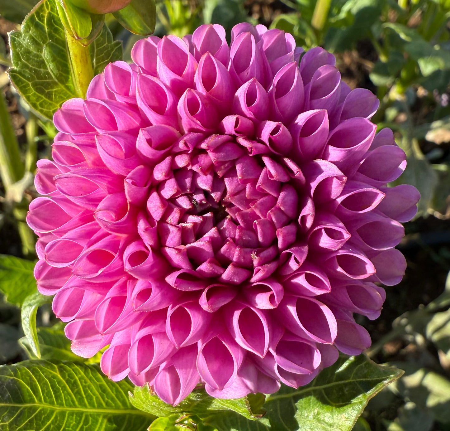 DAHLIA ISABEL
