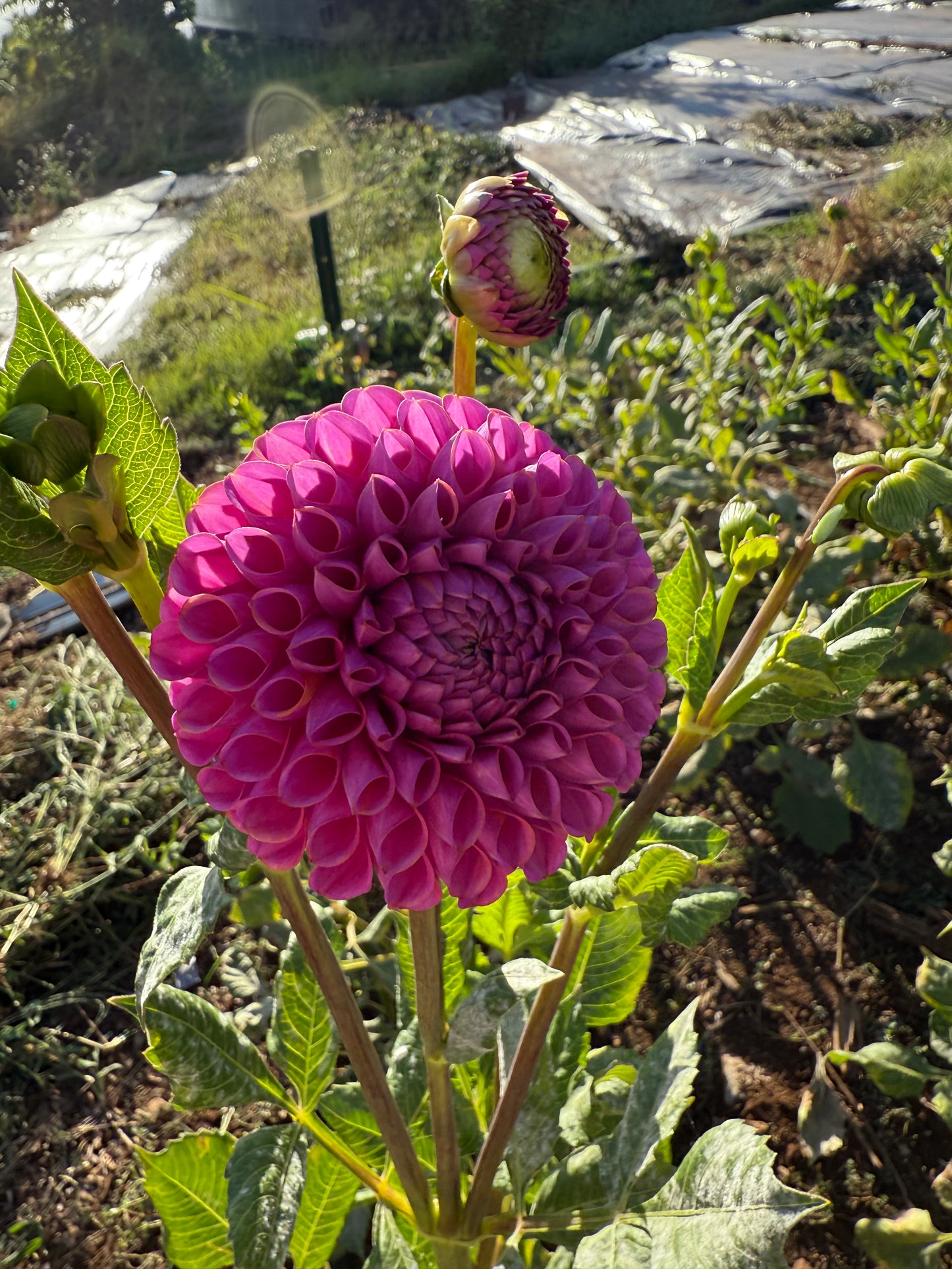 DAHLIA ISABEL