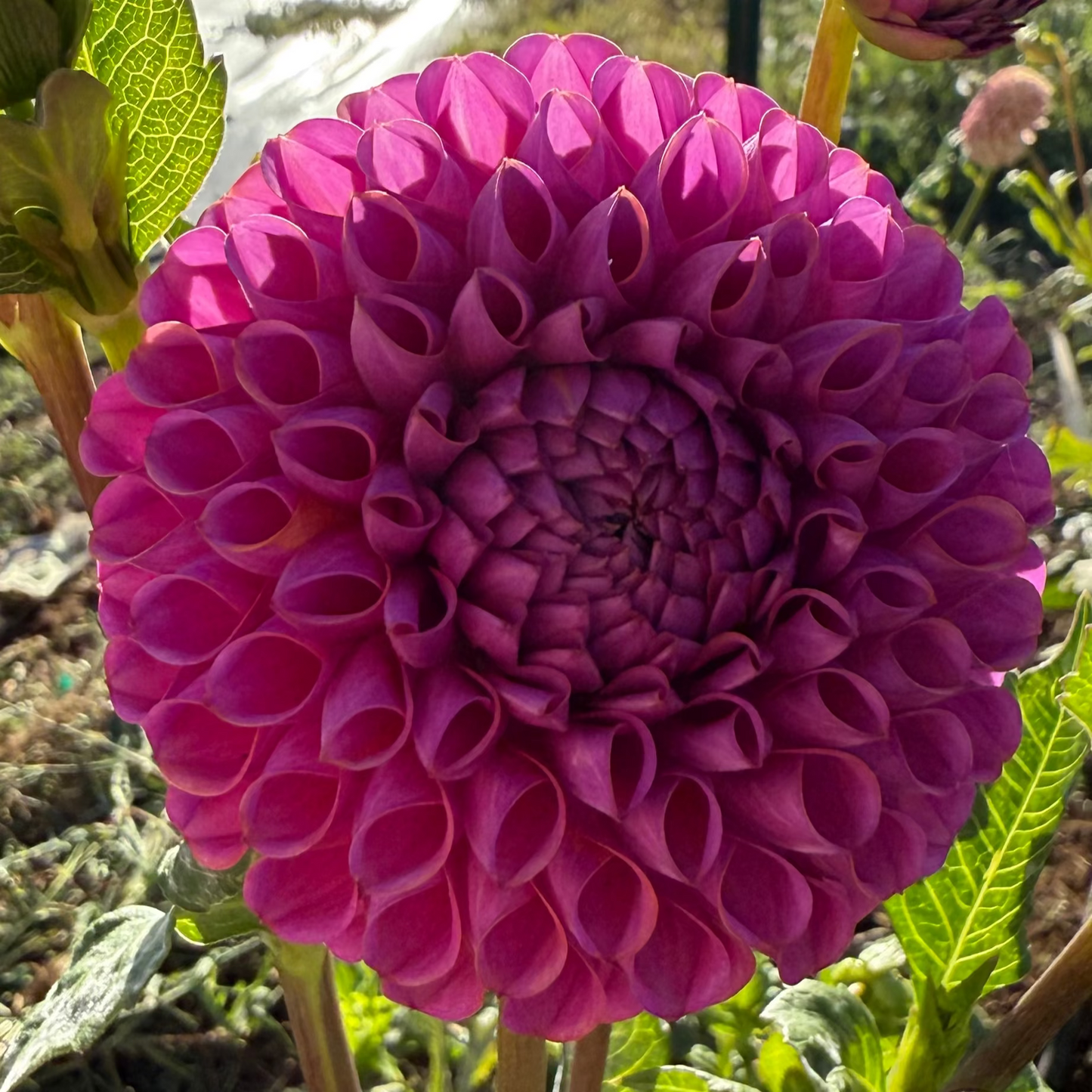 DAHLIA ISABEL