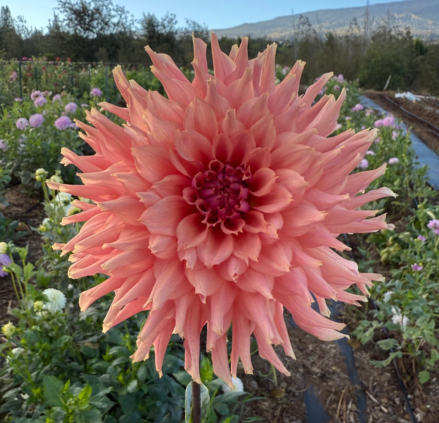 DAHLIA TERRACOTTA