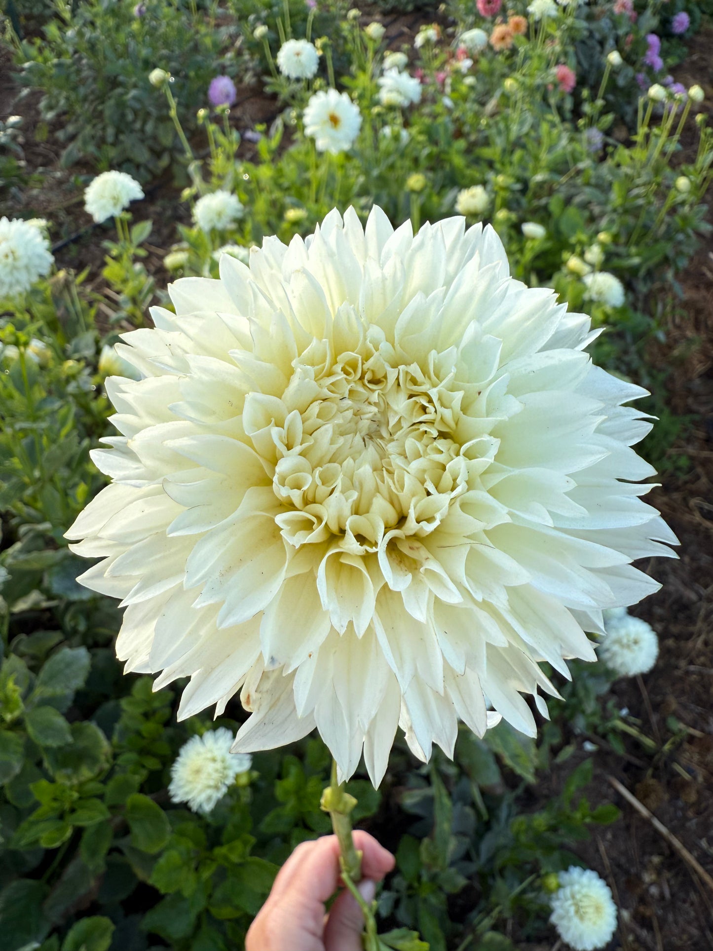DAHLIA GITTS ATTENTION