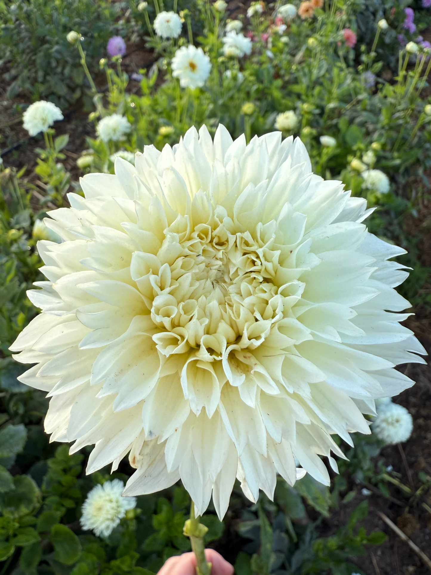 DAHLIA GITTS ATTENTION