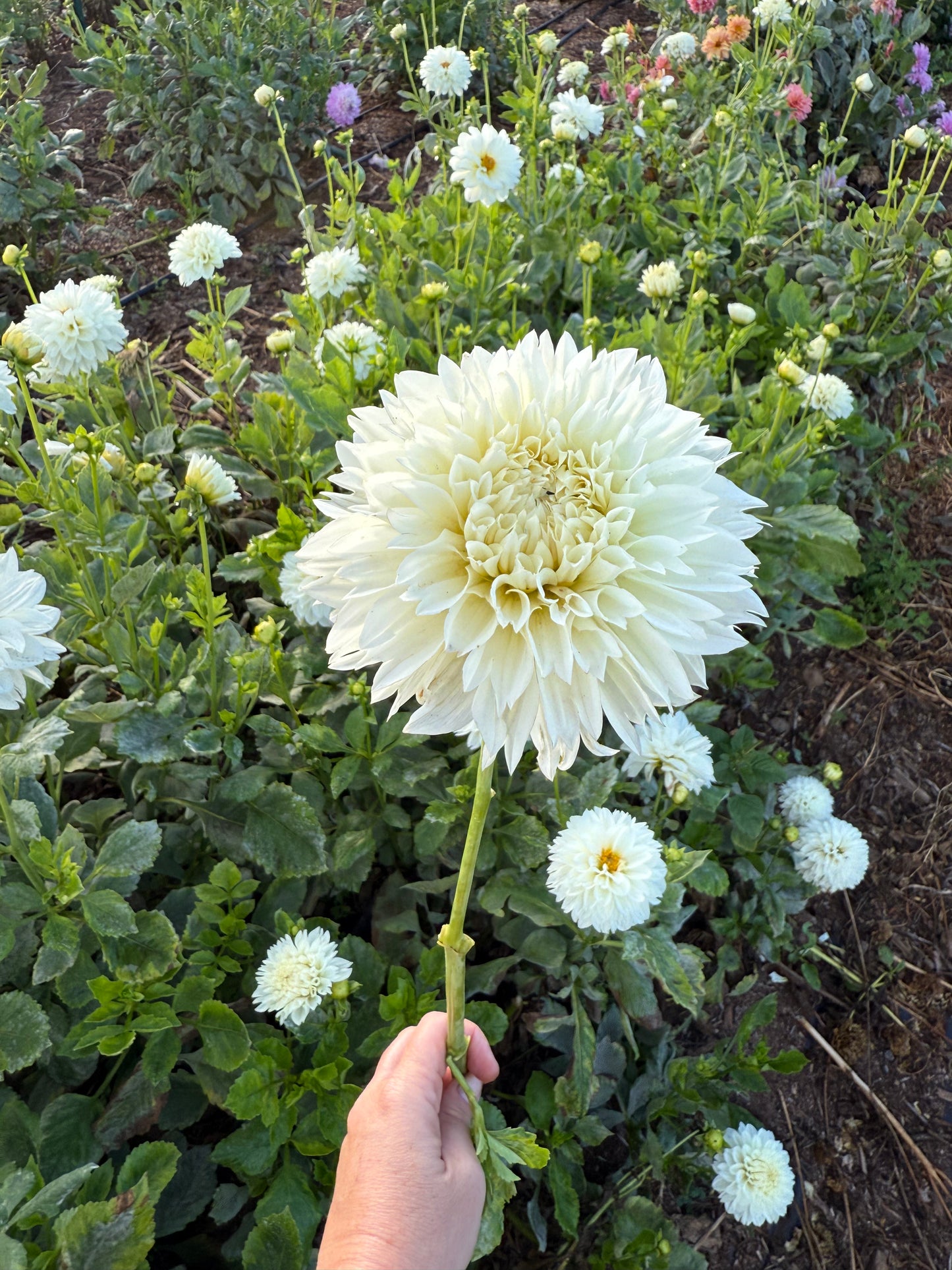 DAHLIA GITTS ATTENTION