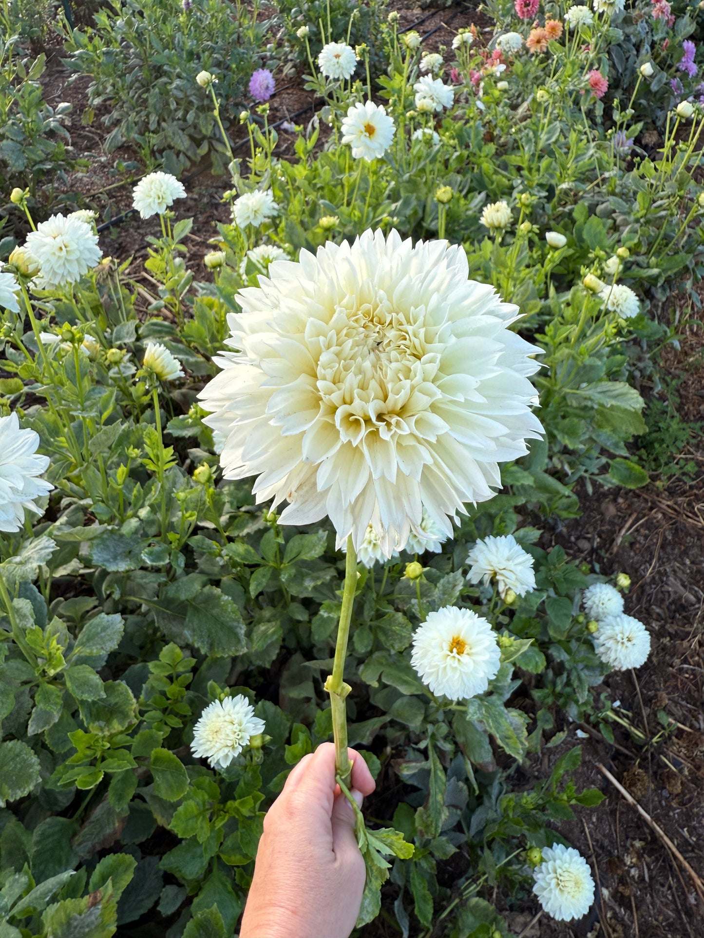 DAHLIA GITTS ATTENTION