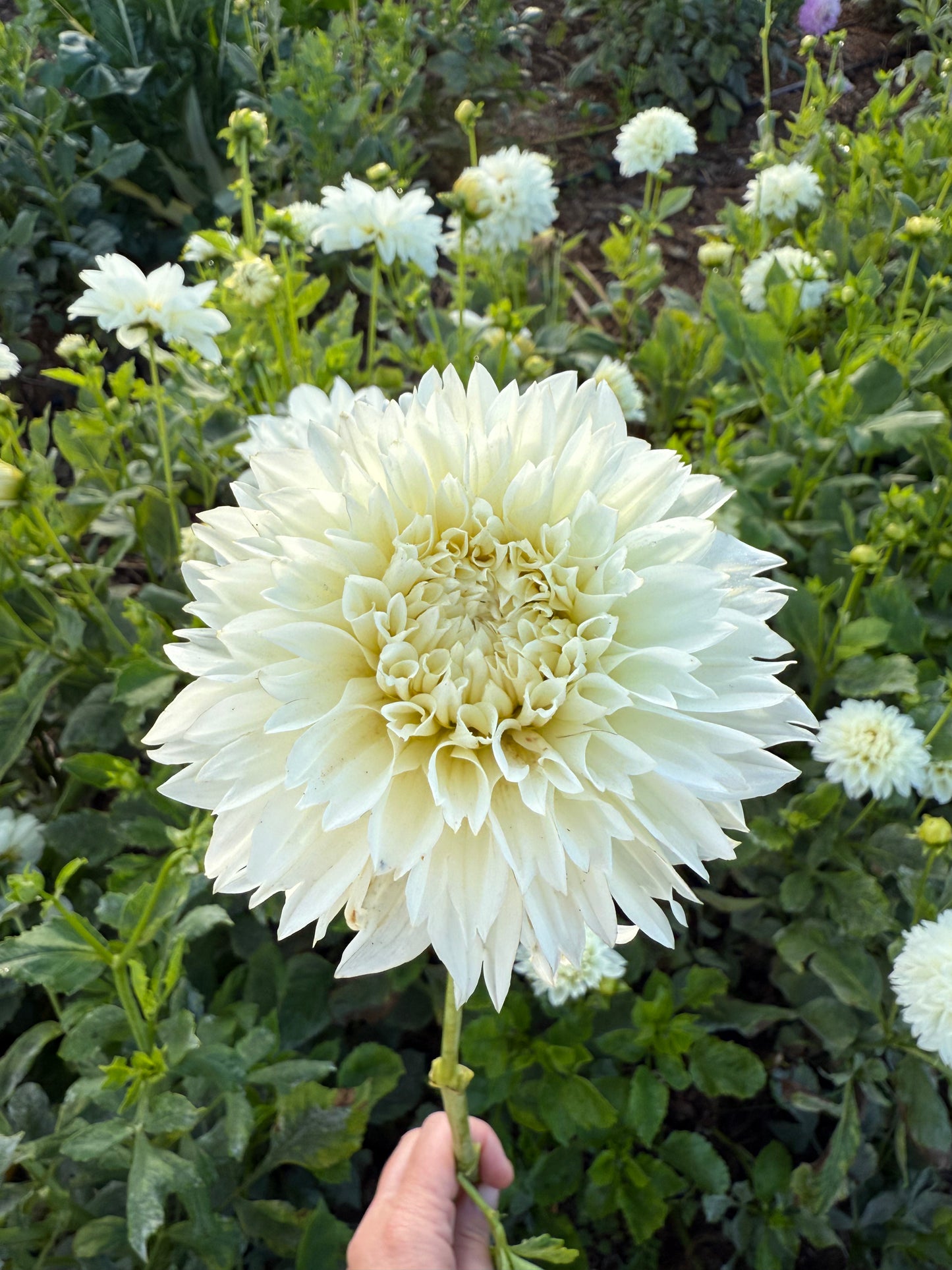 DAHLIA GITTS ATTENTION