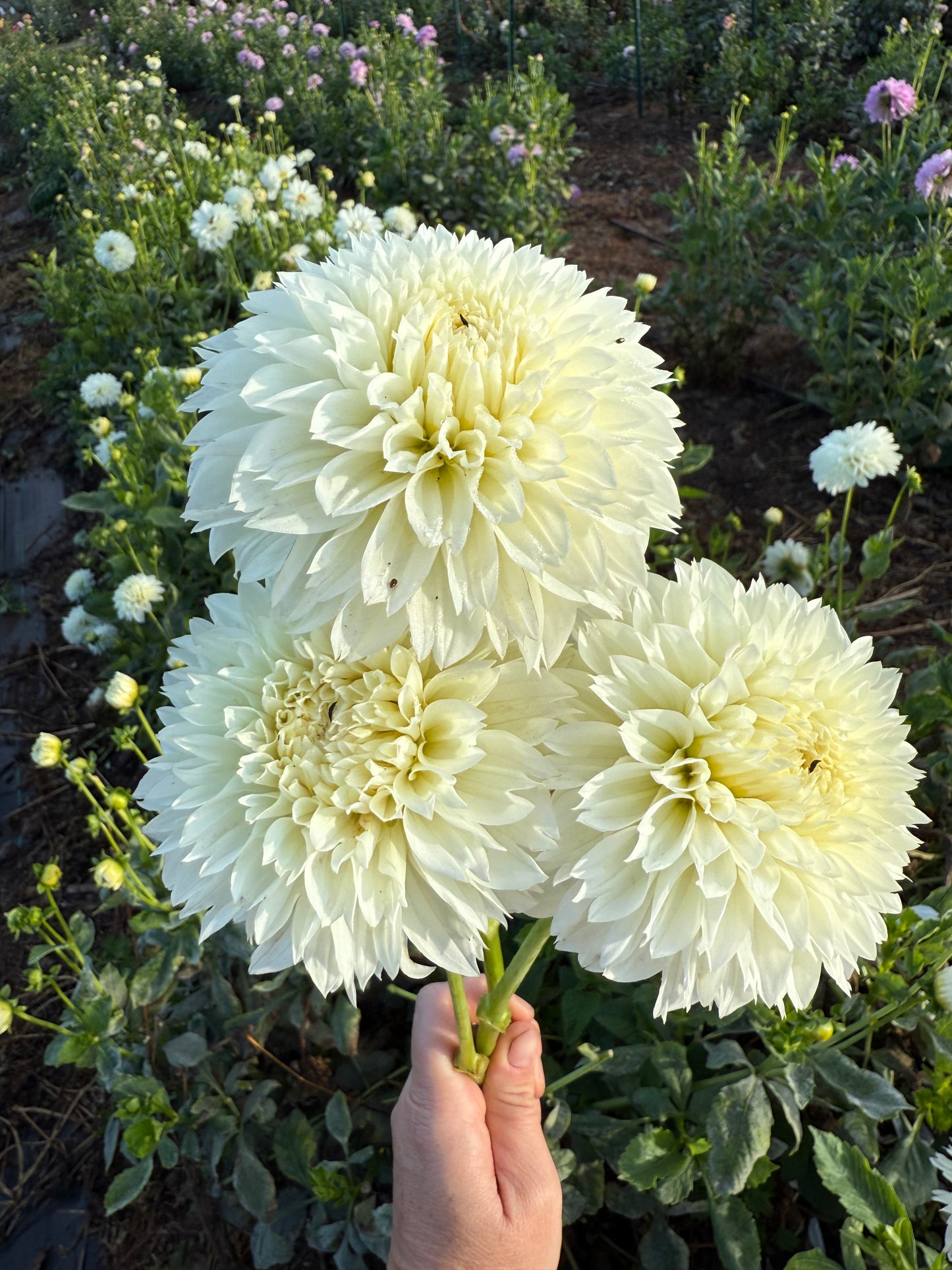 DAHLIA GITTS ATTENTION
