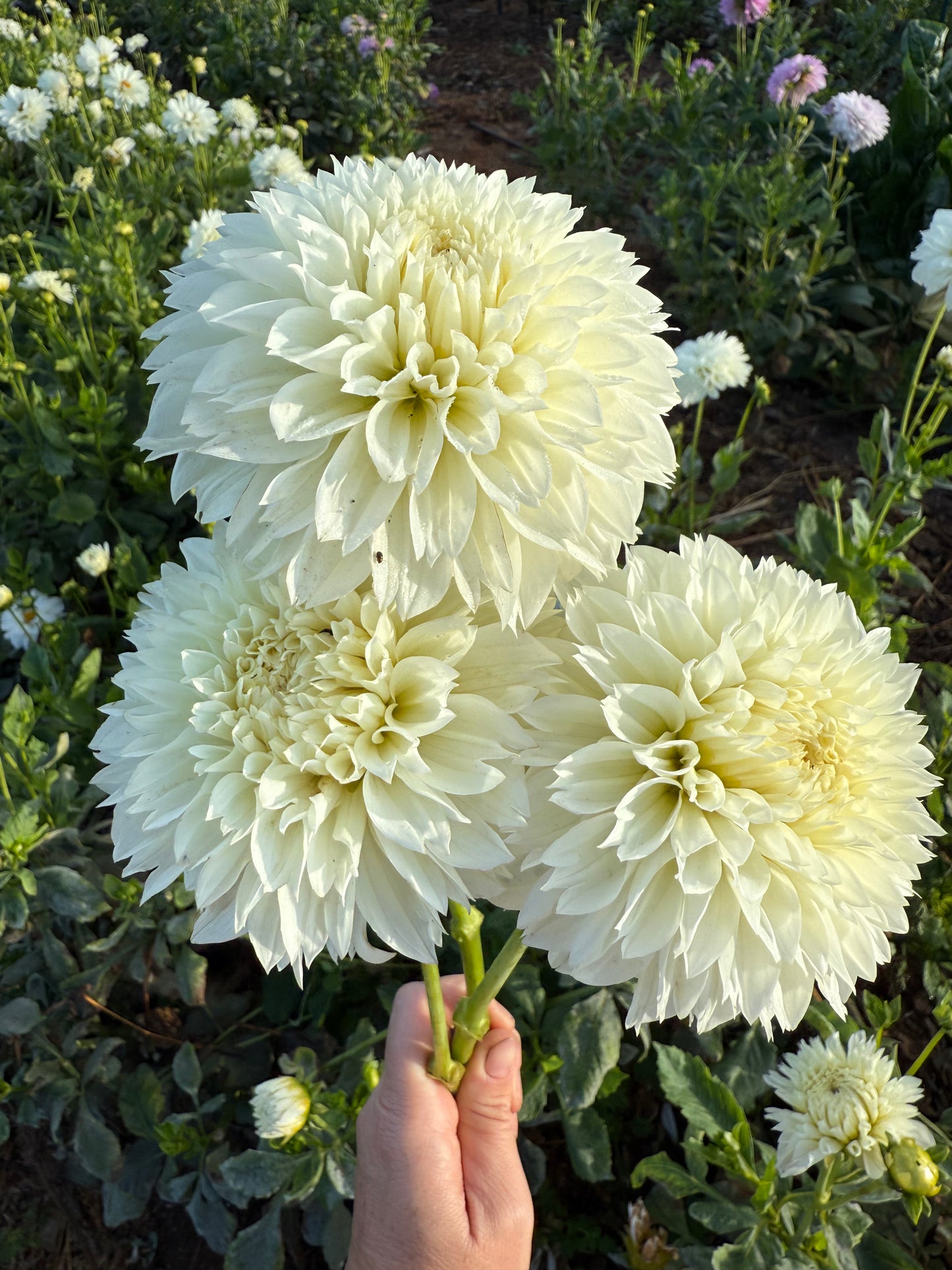 DAHLIA GITTS ATTENTION