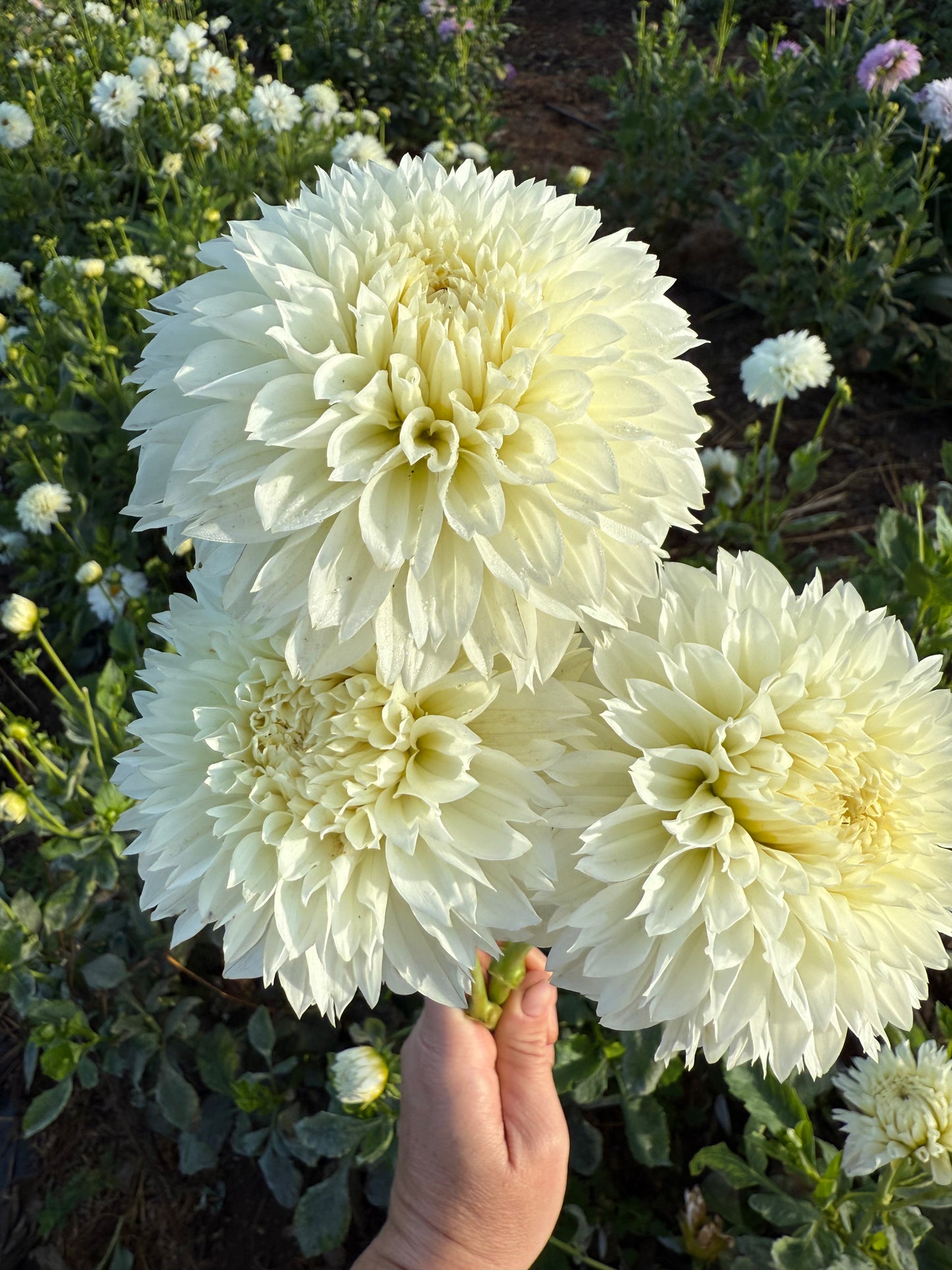 DAHLIA GITTS ATTENTION