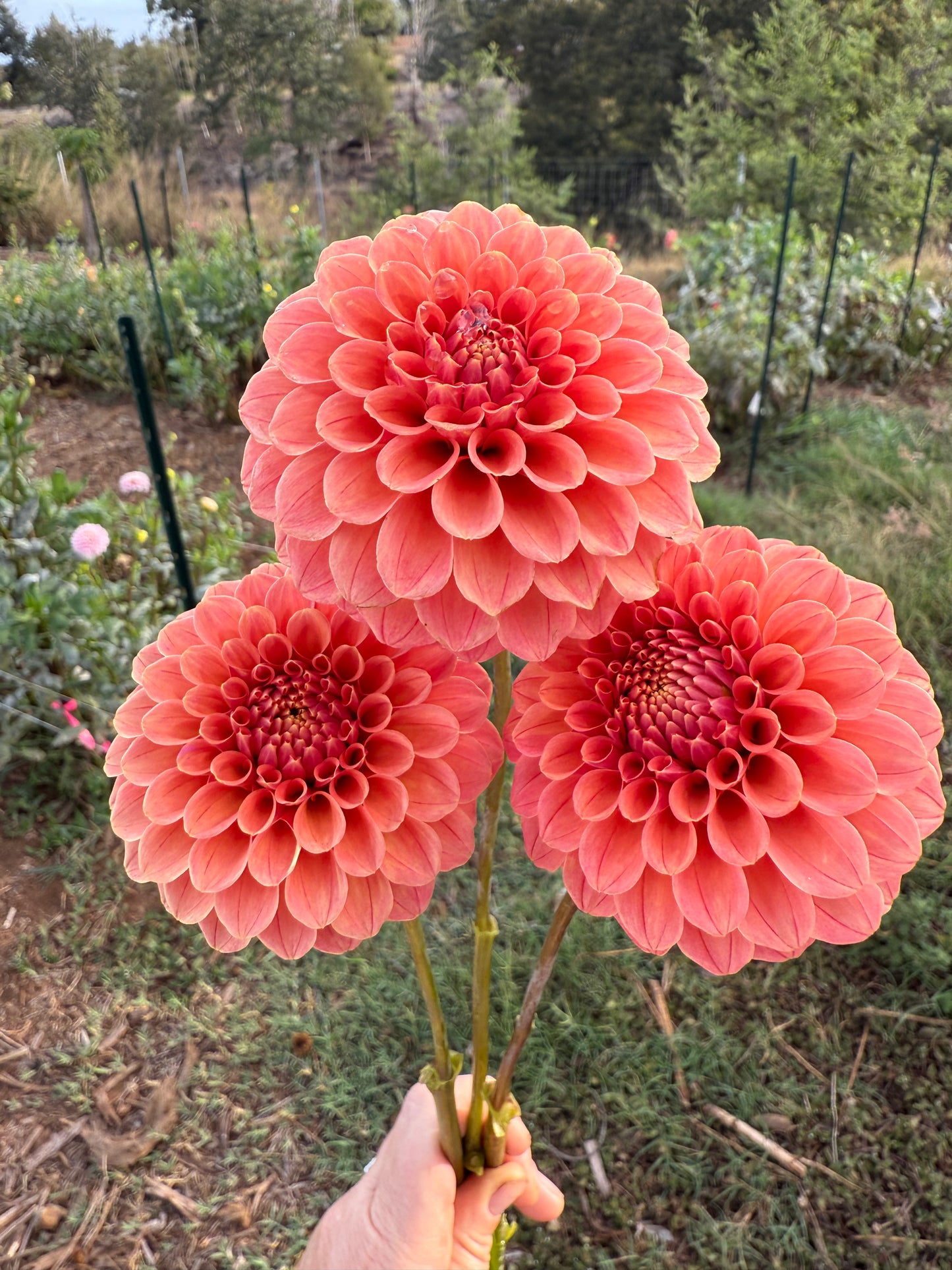 DAHLIA ROSE TOSCANO