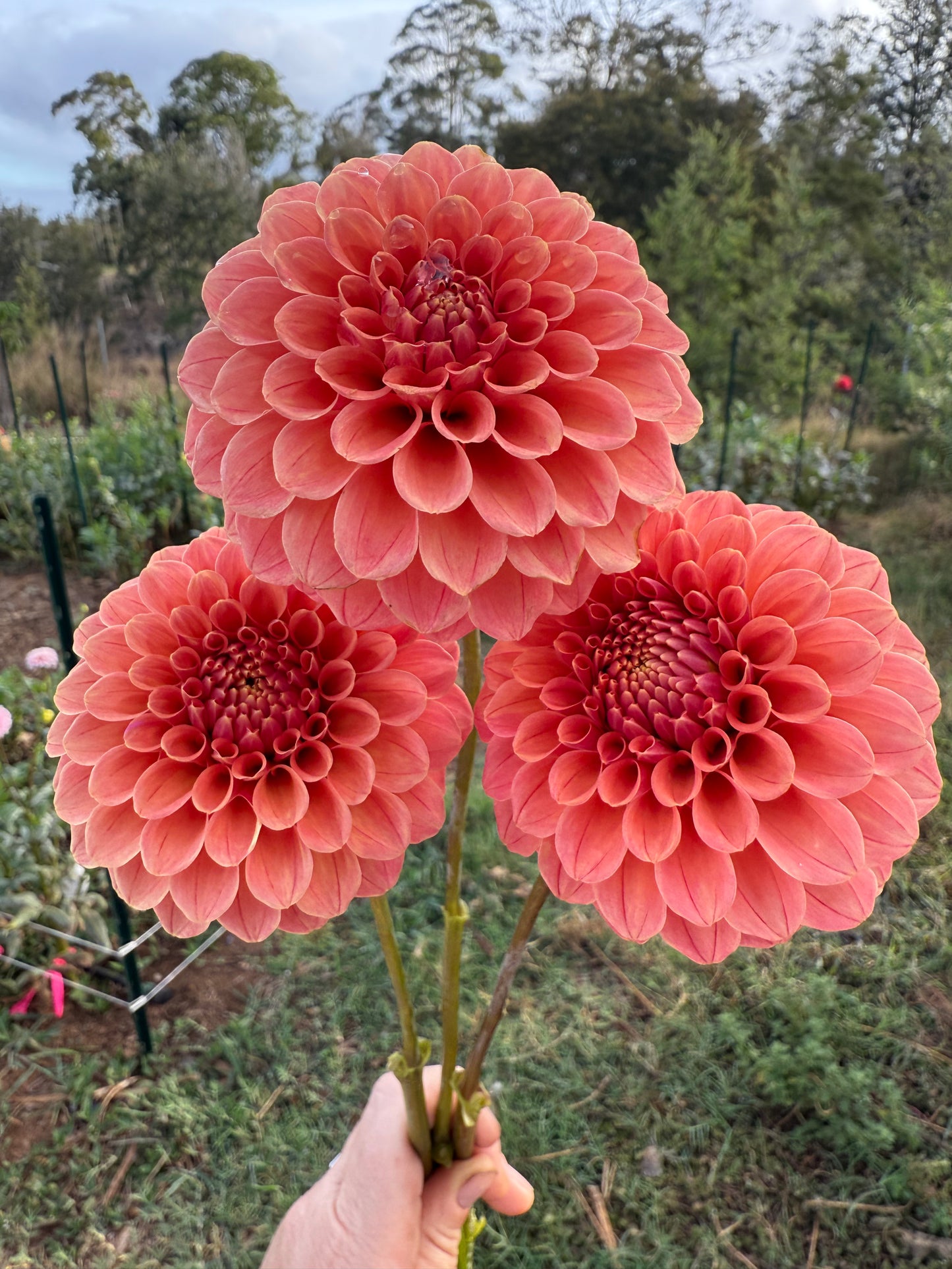 DAHLIA ROSE TOSCANO