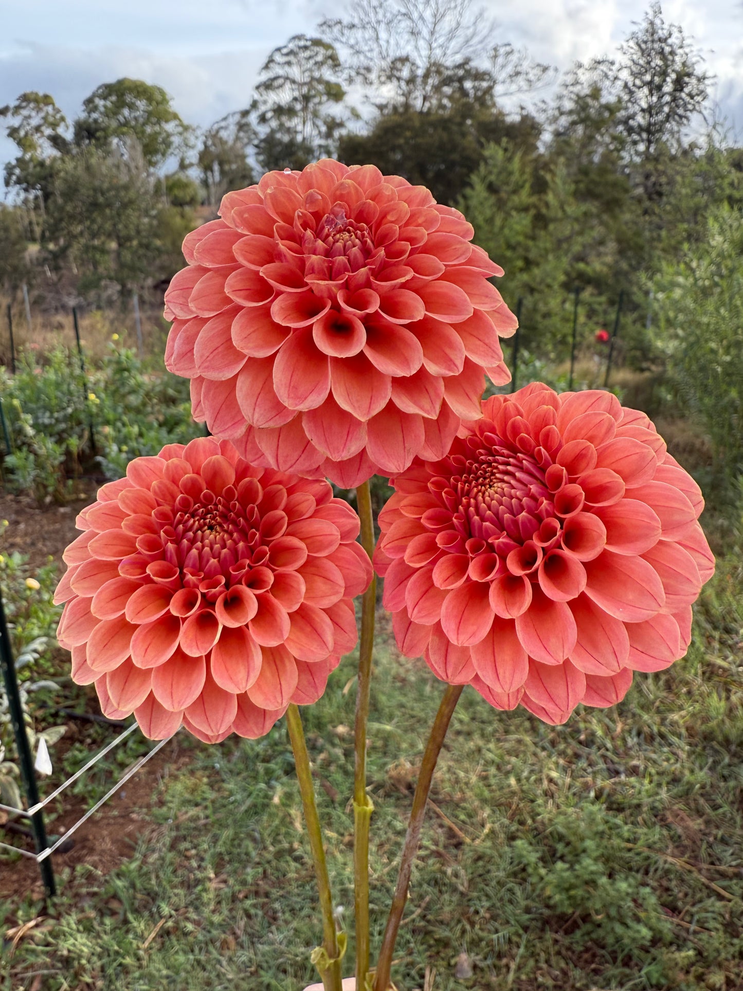 DAHLIA ROSE TOSCANO