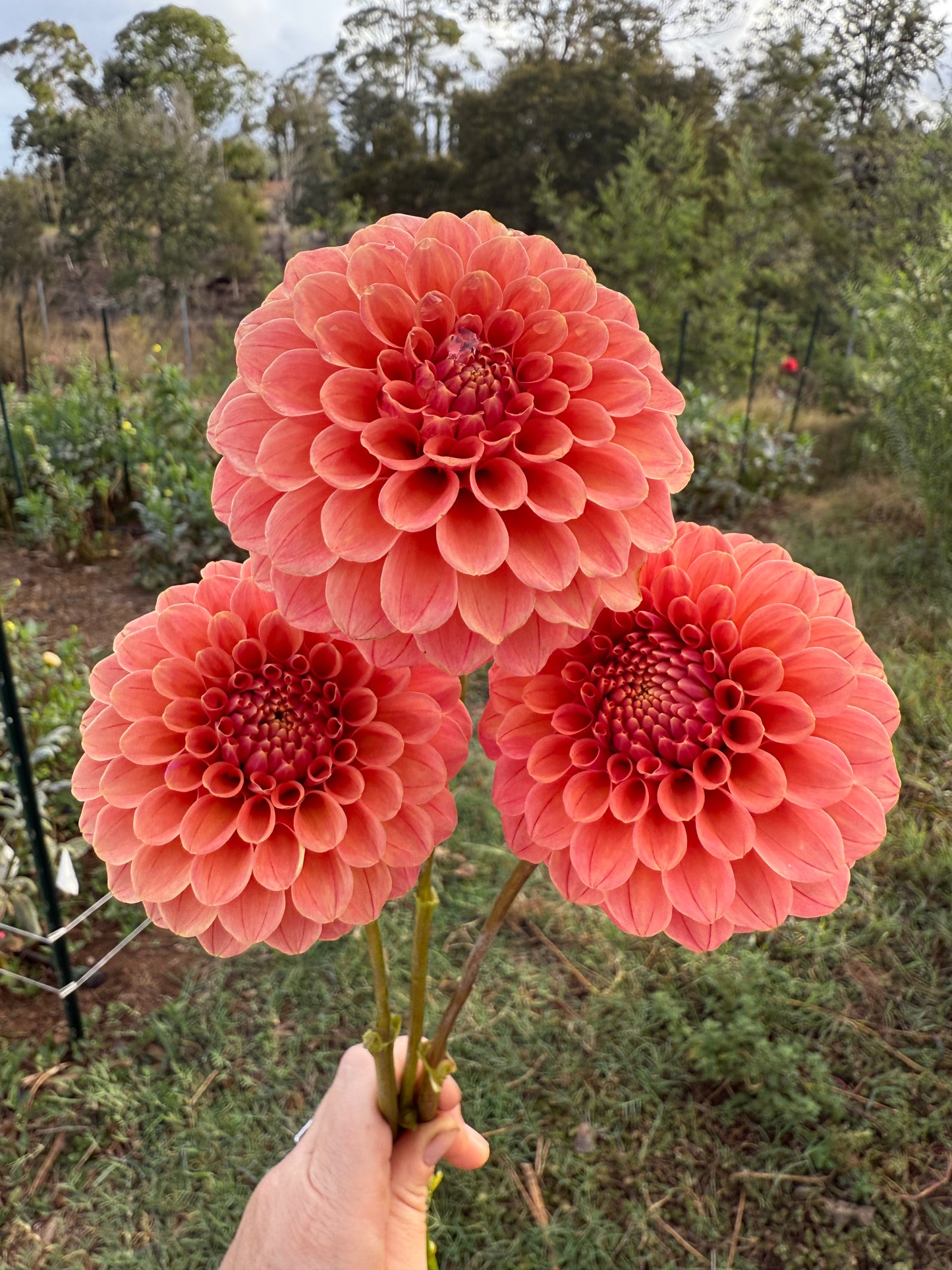 DAHLIA ROSE TOSCANO