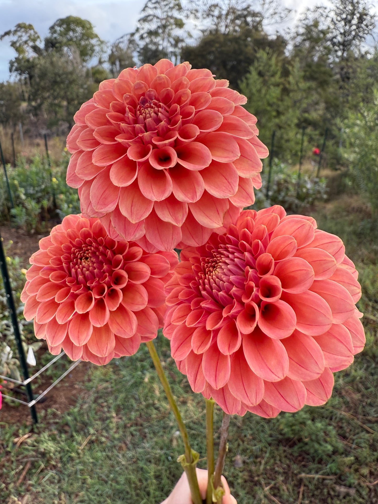 DAHLIA ROSE TOSCANO
