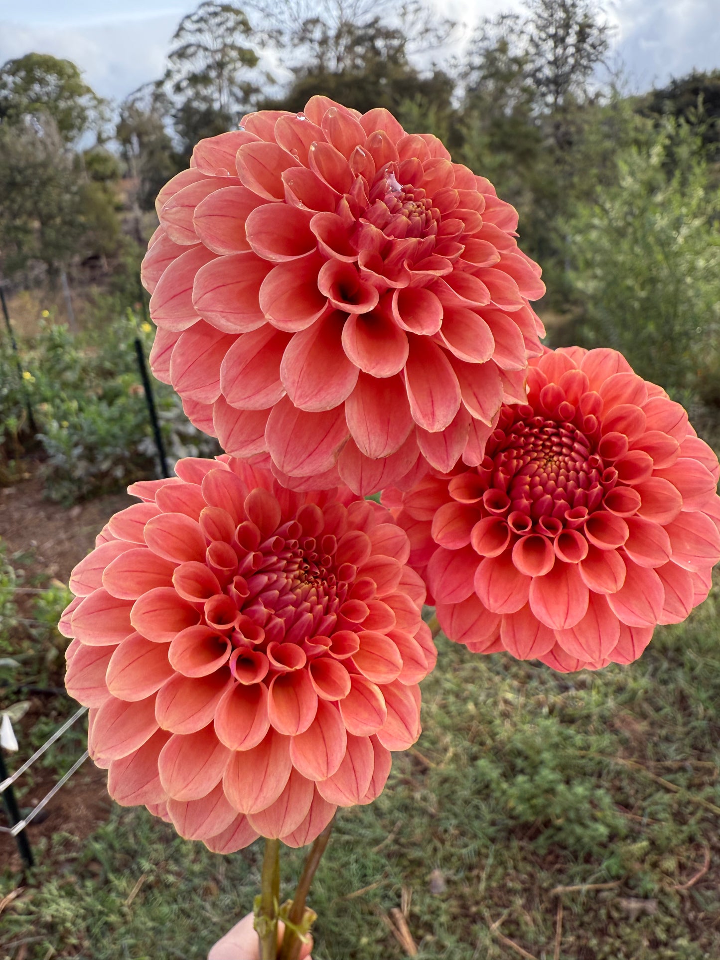 DAHLIA ROSE TOSCANO