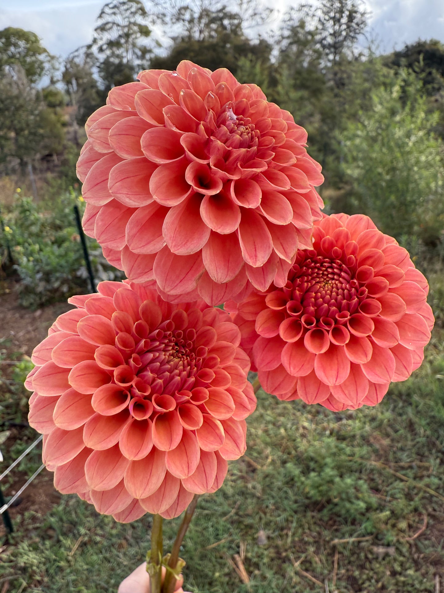 DAHLIA ROSE TOSCANO