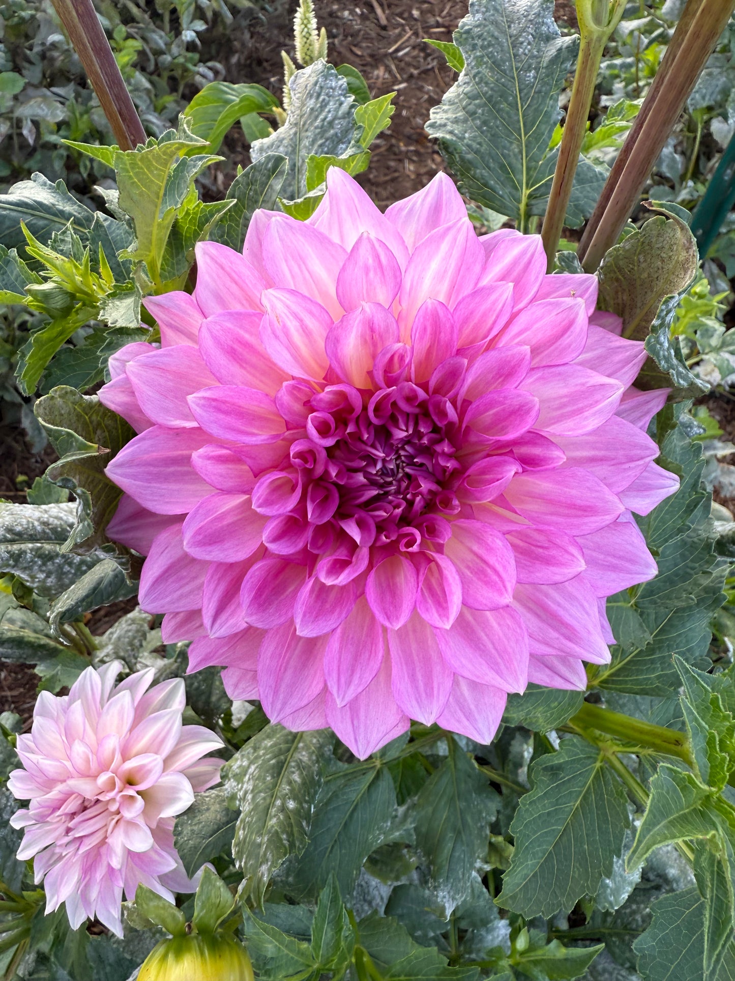 DAHLIA KDF KULA ROSEWATER