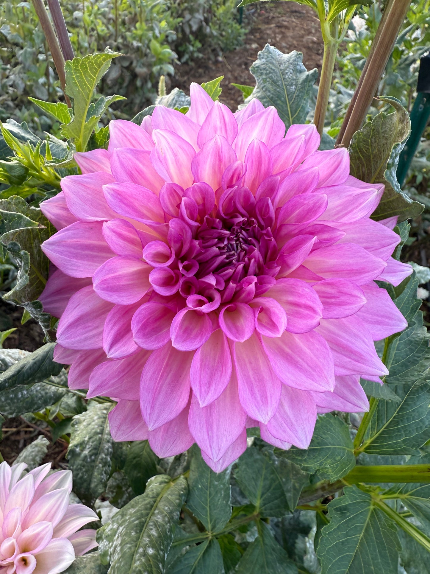 DAHLIA KDF KULA ROSEWATER