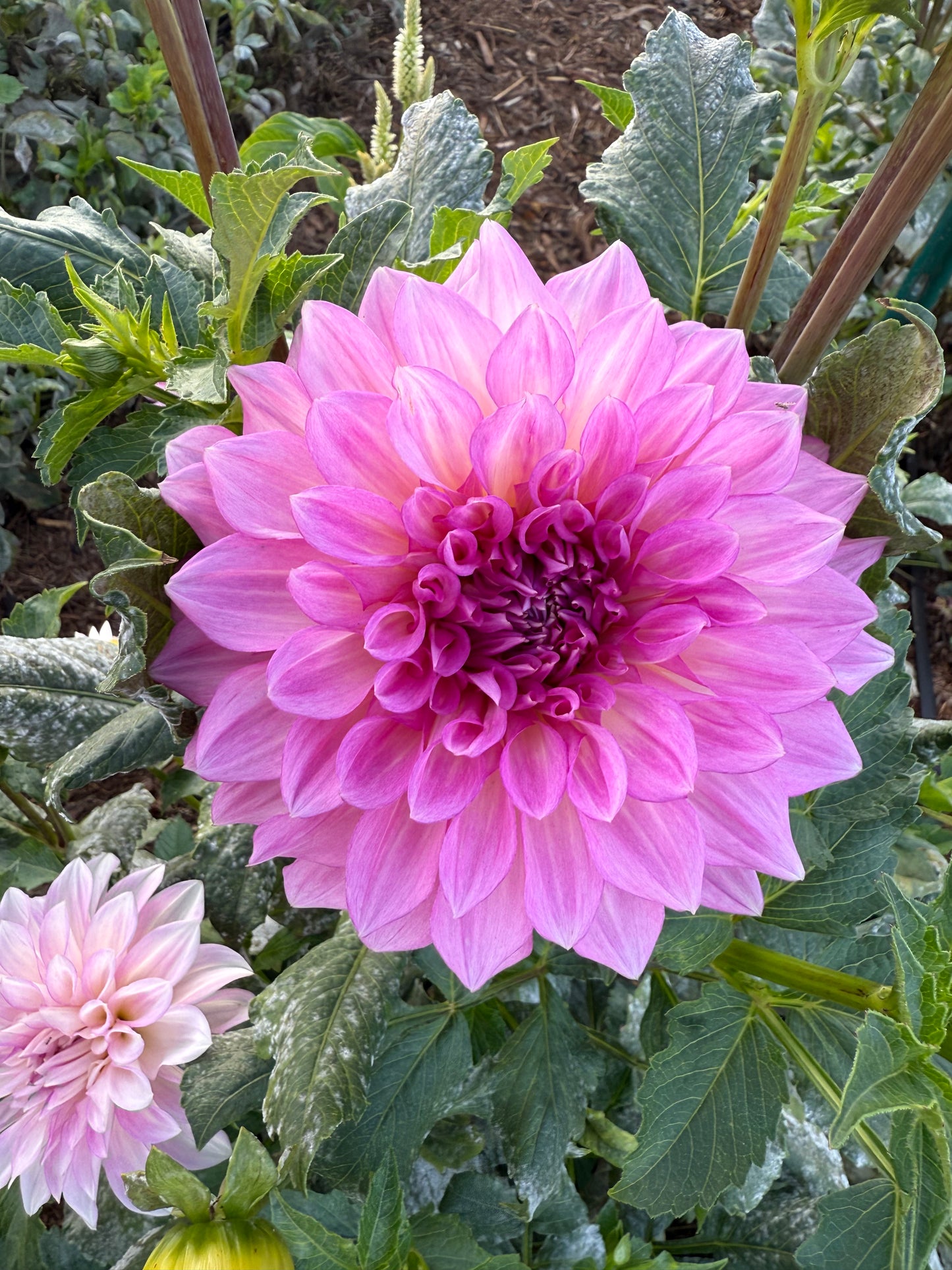 DAHLIA KDF KULA ROSEWATER