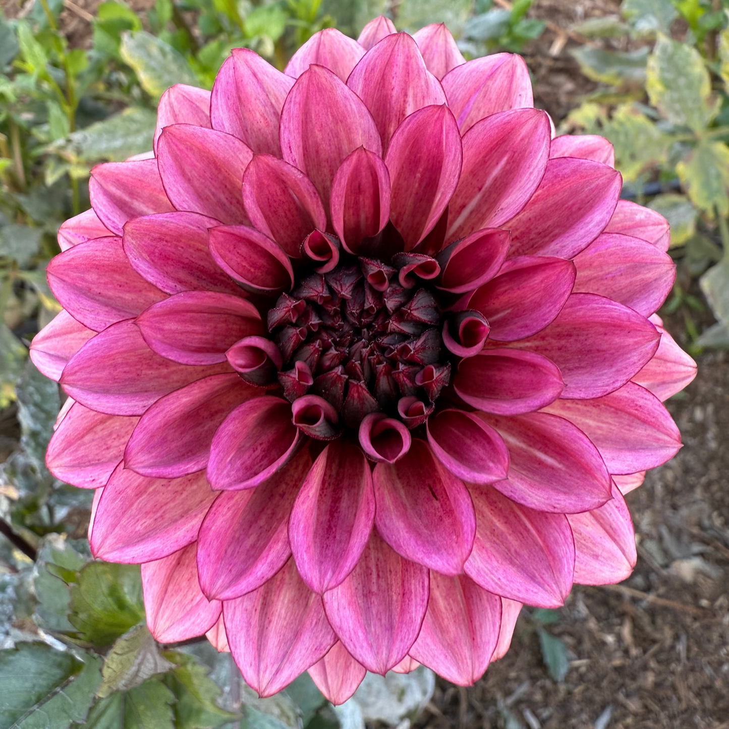 DAHLIA NIGHT SILENCE