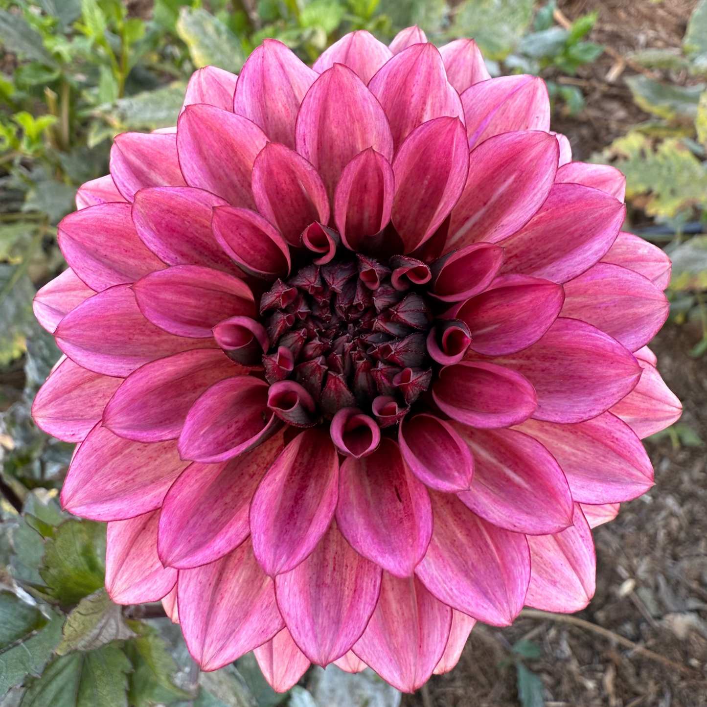 DAHLIA NIGHT SILENCE