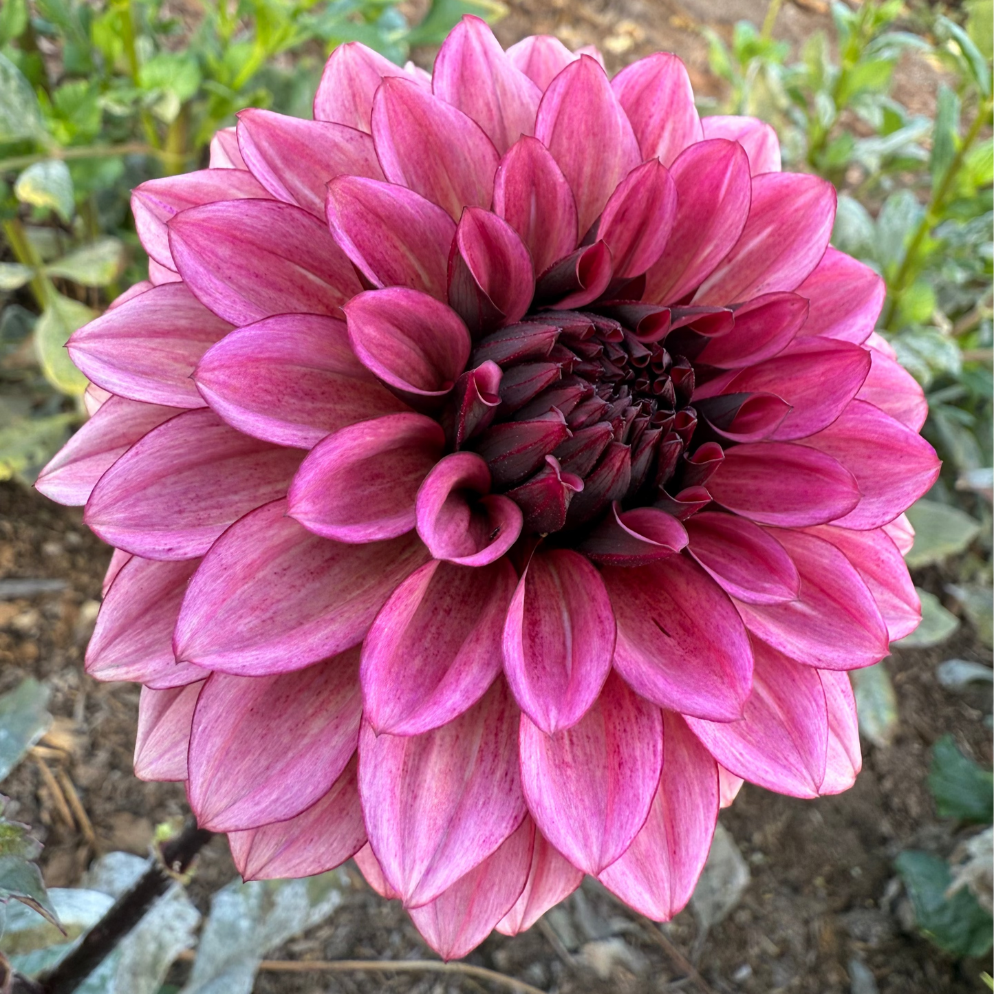 DAHLIA NIGHT SILENCE
