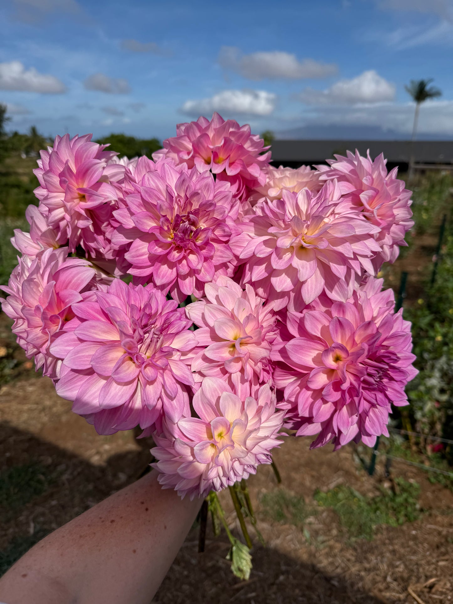 DAHLIA KDF KULA ROSEWATER