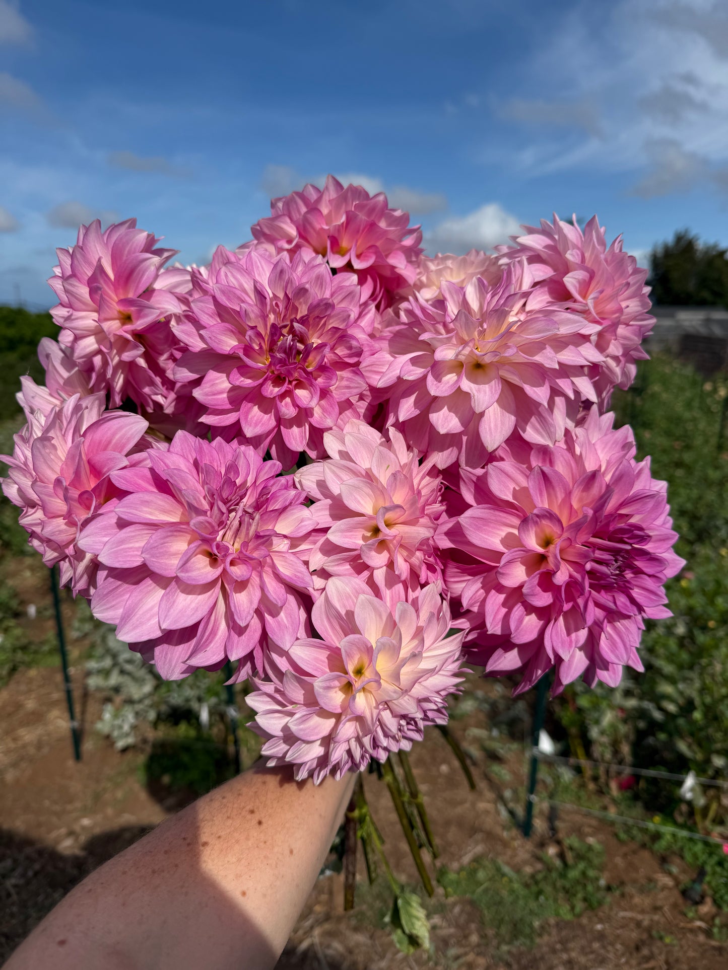 DAHLIA KDF KULA ROSEWATER