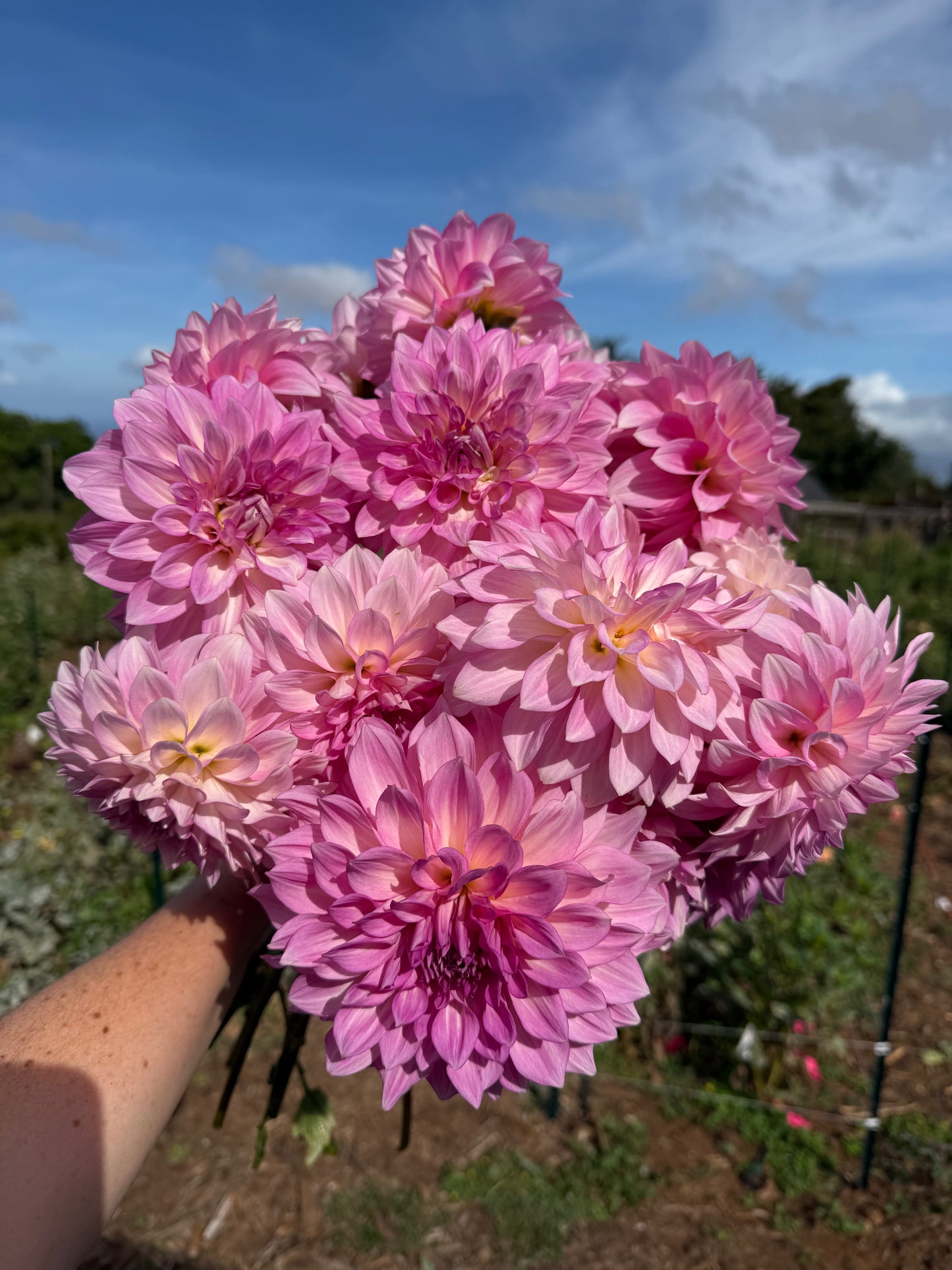DAHLIA KDF KULA ROSEWATER