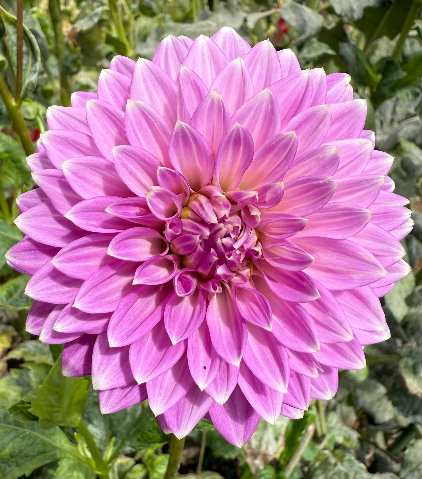 DAHLIA BLOOMQUIST CLEAR DELIGHT