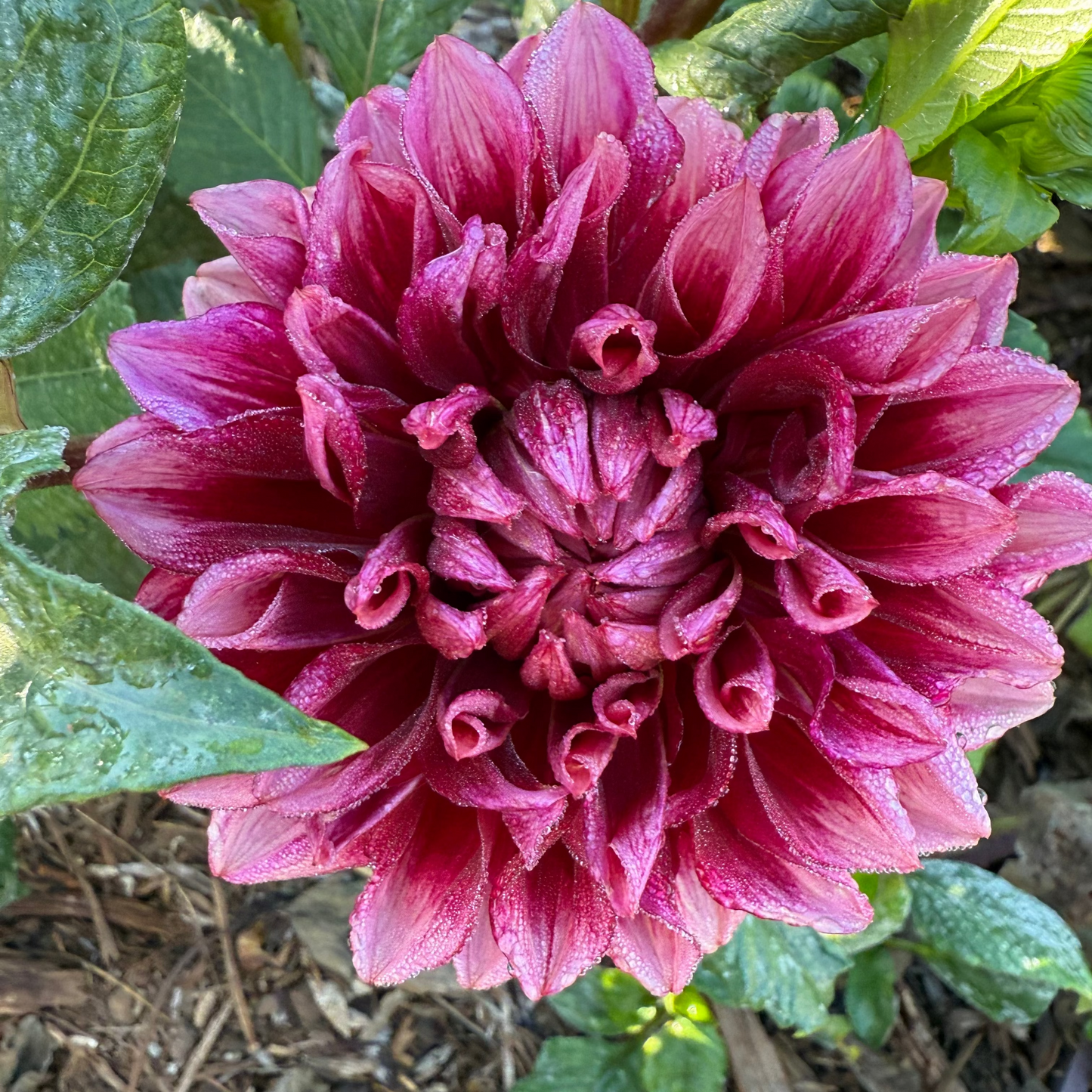DAHLIA BLOOMQUIST YORK
