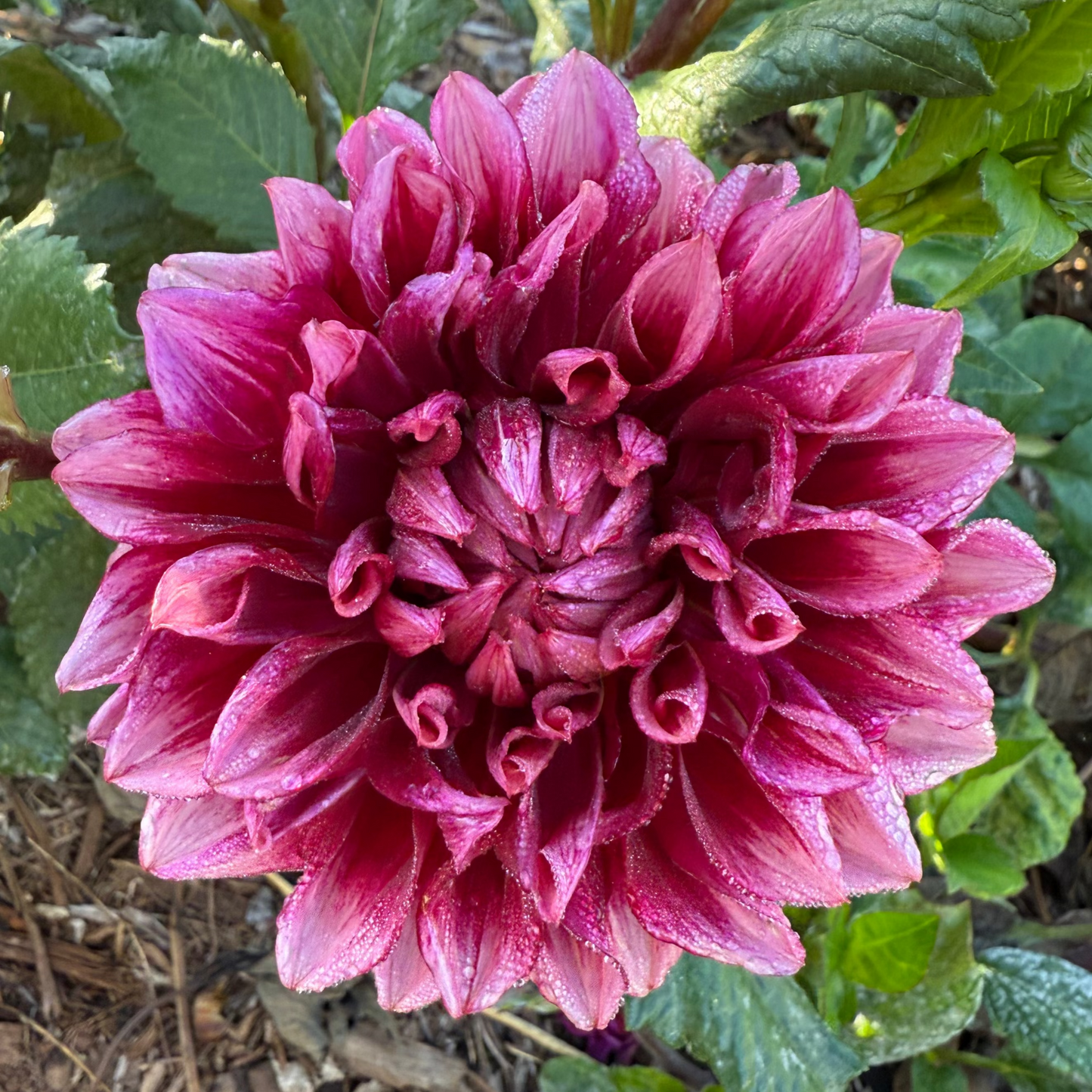 DAHLIA BLOOMQUIST YORK
