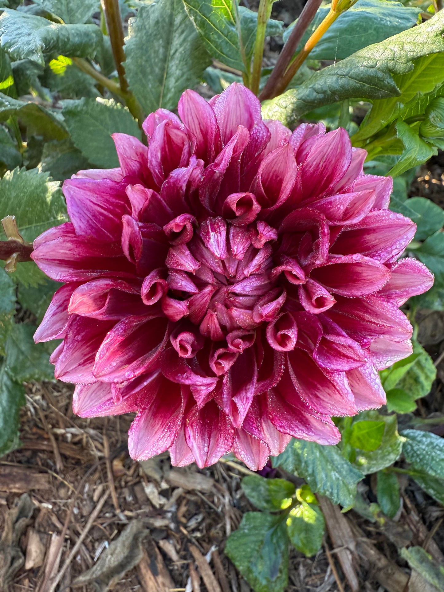 DAHLIA BLOOMQUIST YORK
