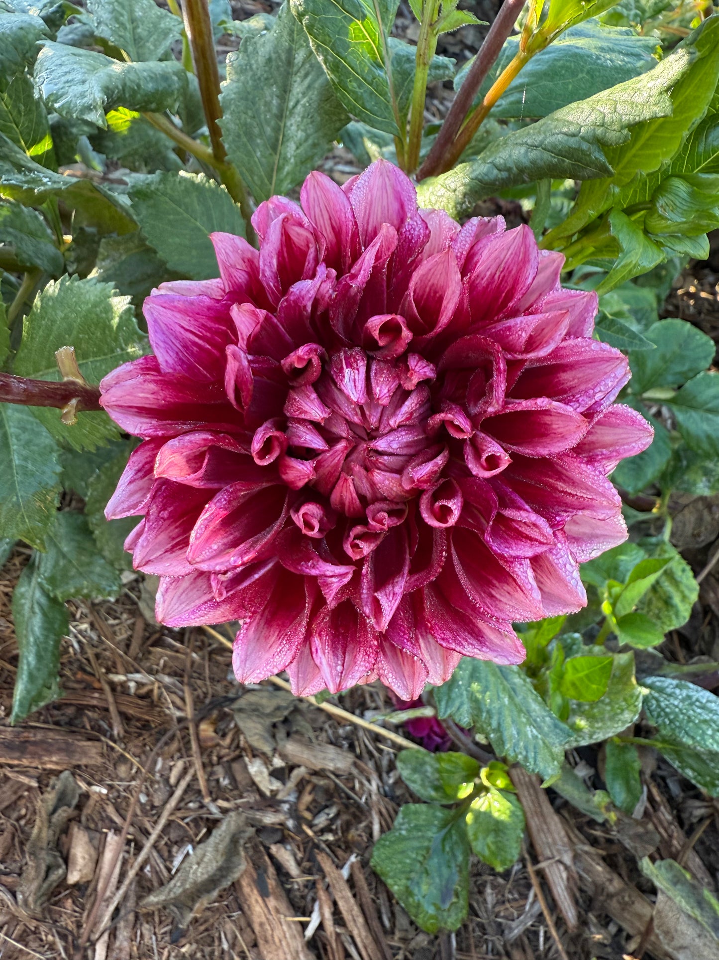 DAHLIA BLOOMQUIST YORK