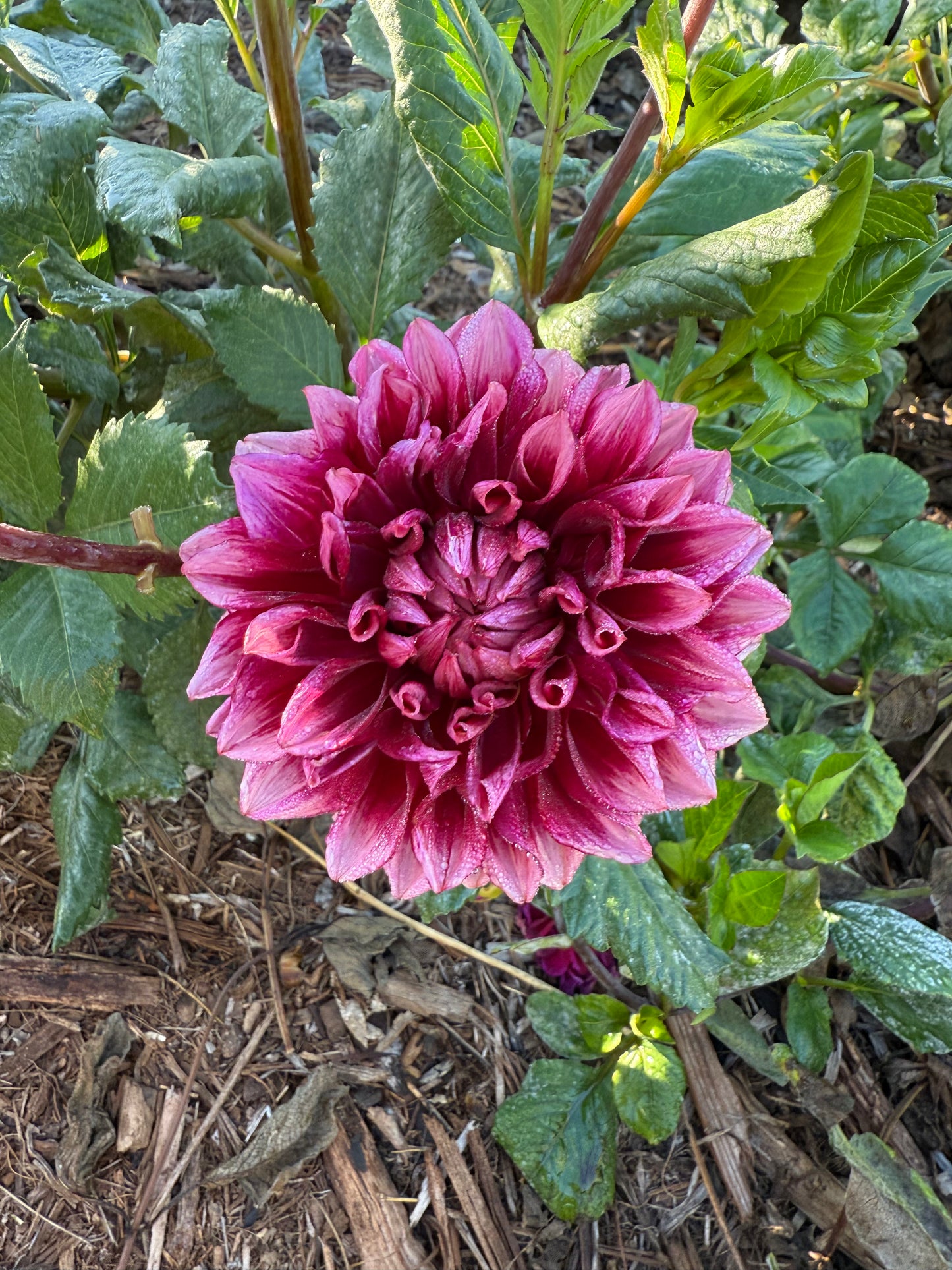 DAHLIA BLOOMQUIST YORK