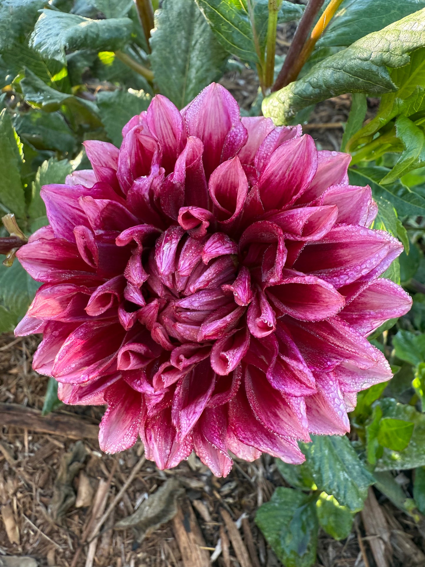 DAHLIA BLOOMQUIST YORK
