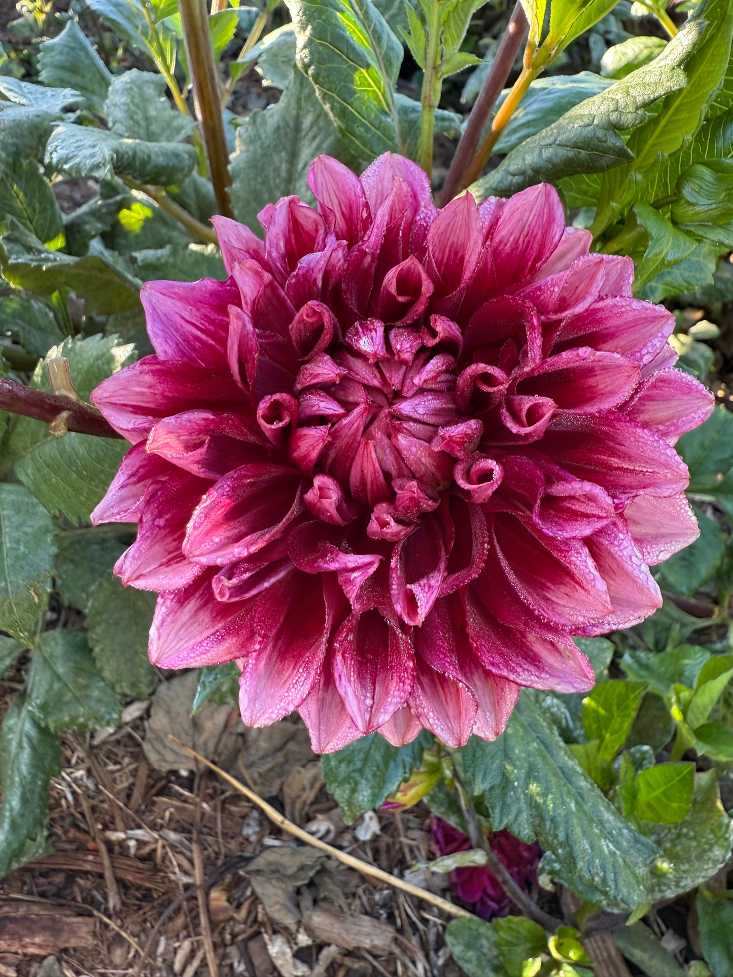 DAHLIA BLOOMQUIST YORK