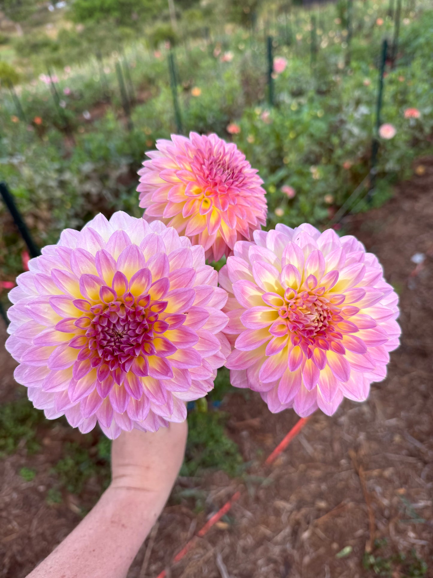 DAHLIA BQ JERRY