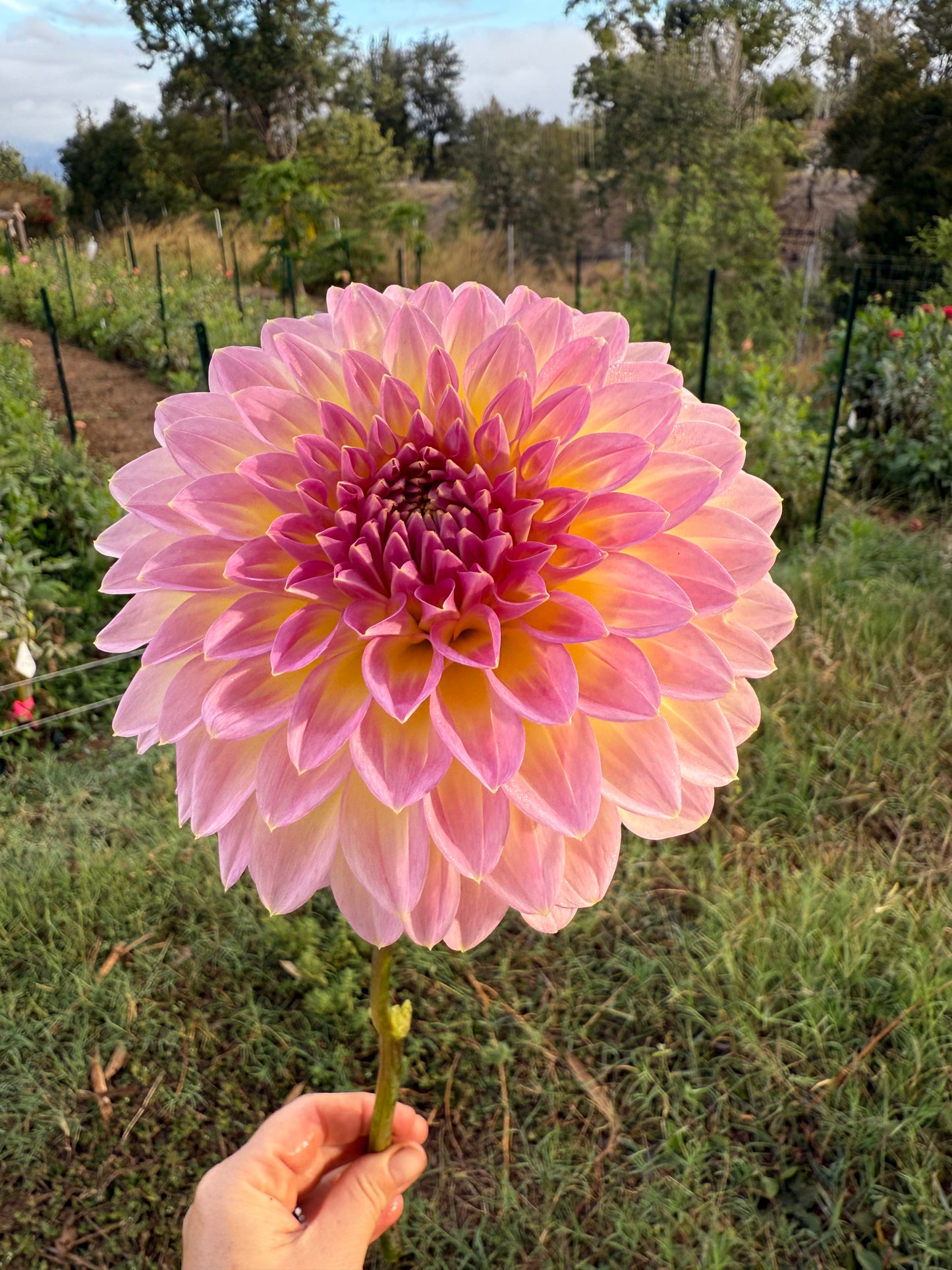 DAHLIA BQ JERRY