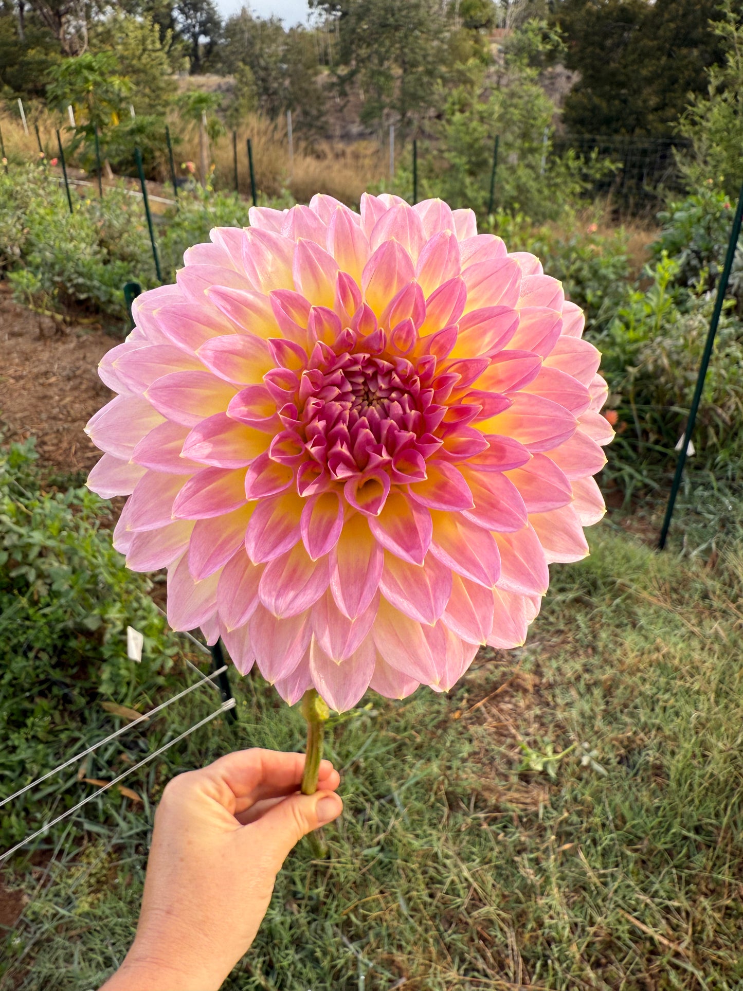 DAHLIA BQ JERRY