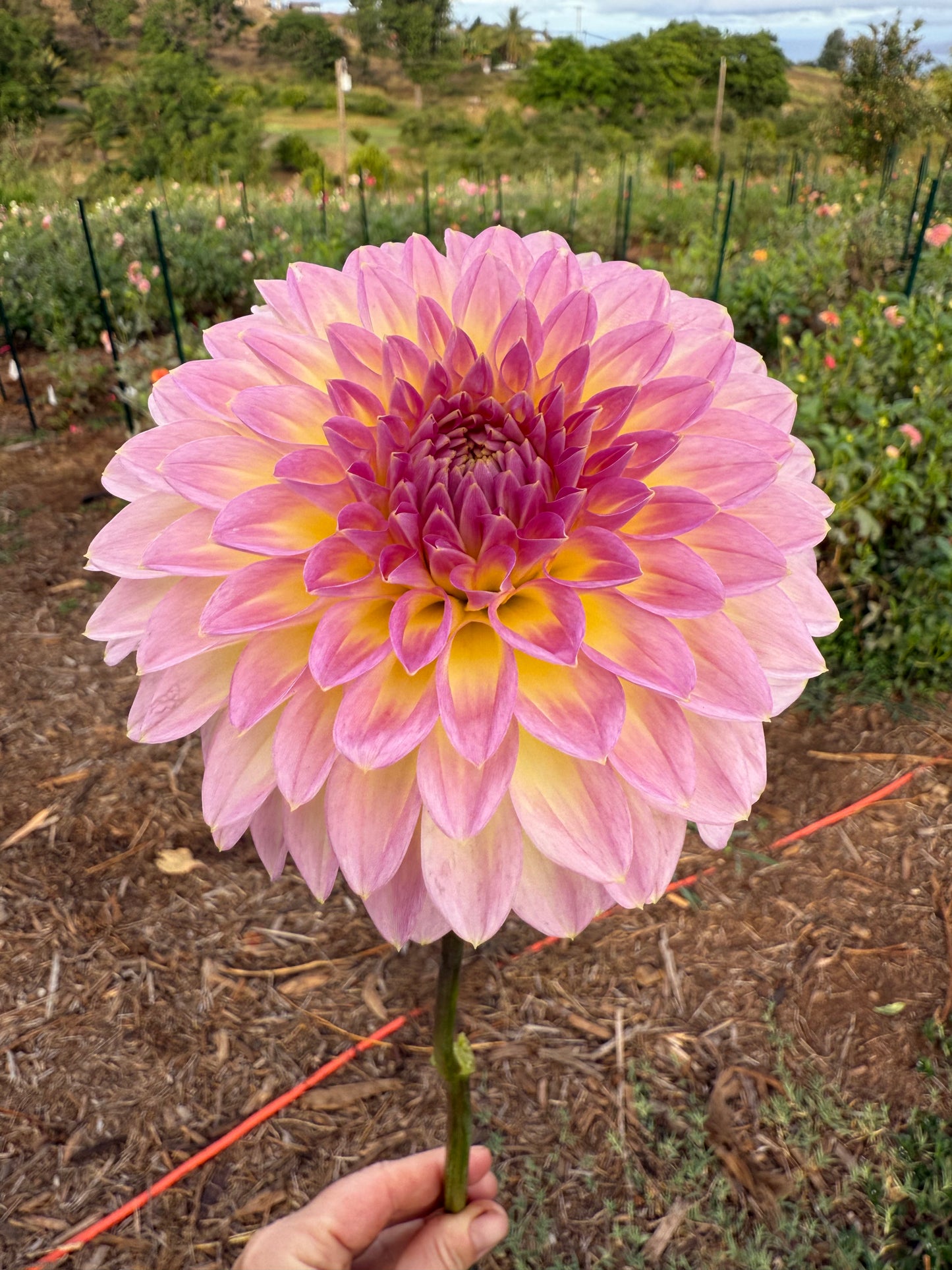 DAHLIA BQ JERRY
